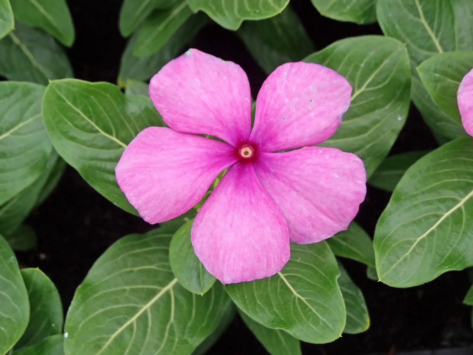 Vinca Rosea, Madagascar Periwinkle (Catharanthus Roseus) — The Vinca Rosea flourishes in well-drained soils and is relatively drought-tolerant, image 57