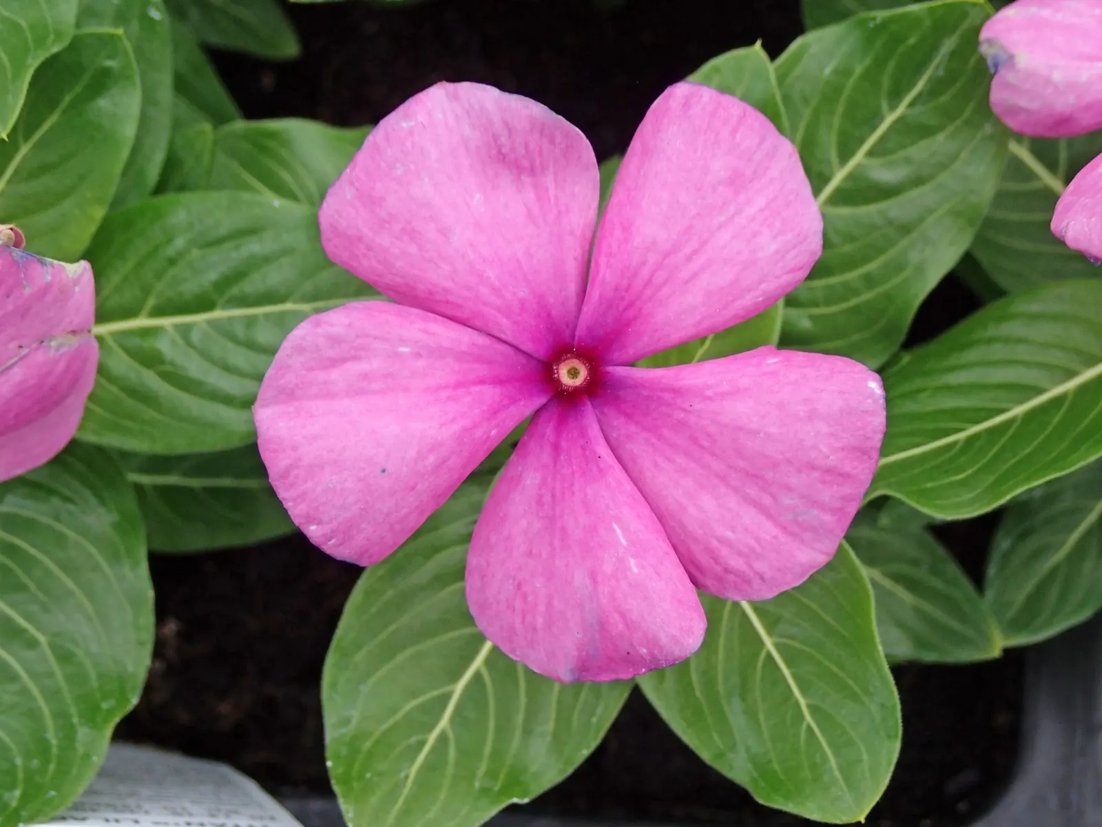 Vinca Rosea, Madagascar Periwinkle (Catharanthus Roseus) — this compact plant is well-suited for borders; also known as Catharanthus roseus or, image 76
