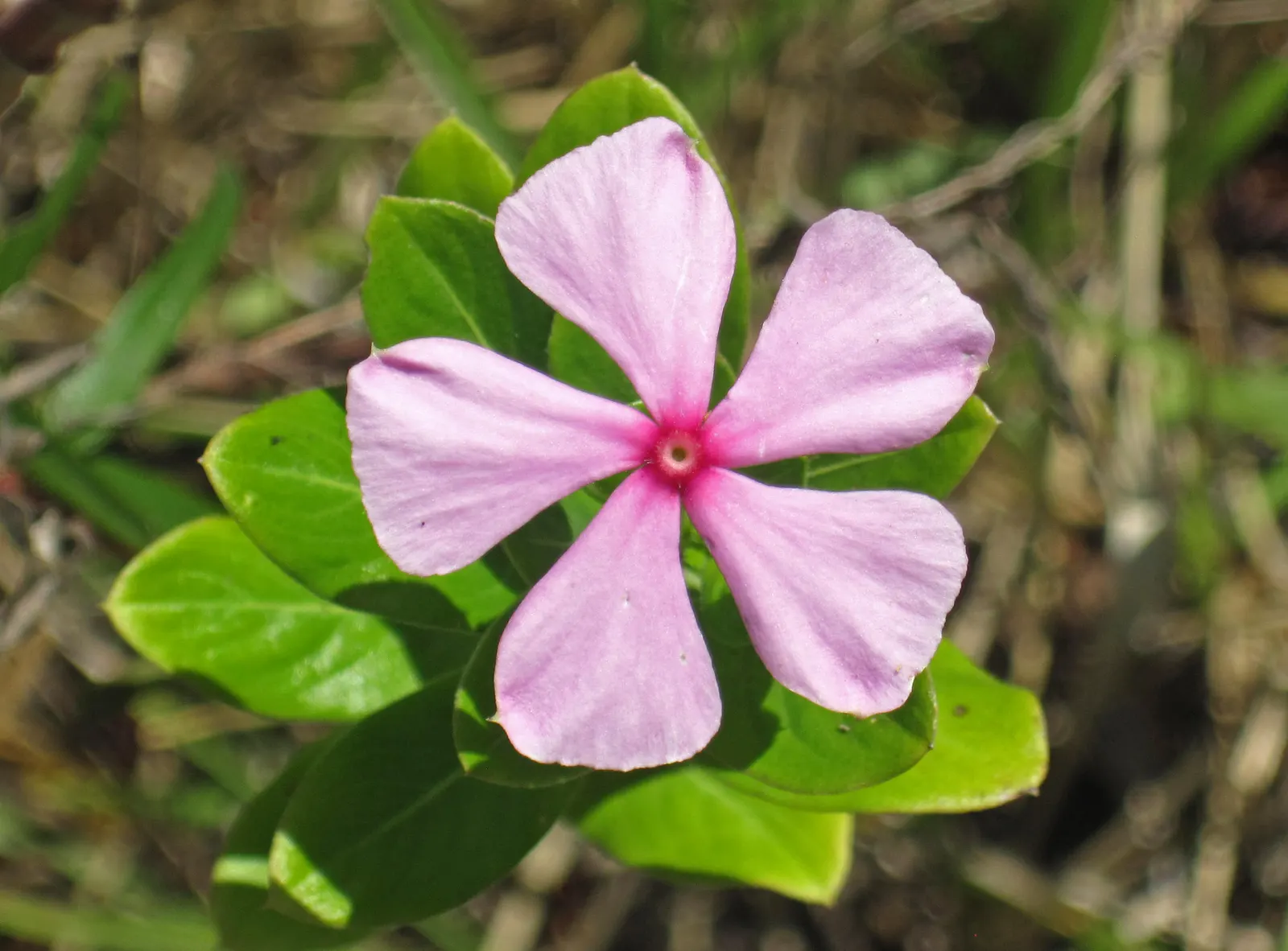 Vinca Rosea, Madagascar Periwinkle (Catharanthus Roseus) — The Vinca Rosea flourishes in well-drained soils and is relatively drought-tolerant, image 79