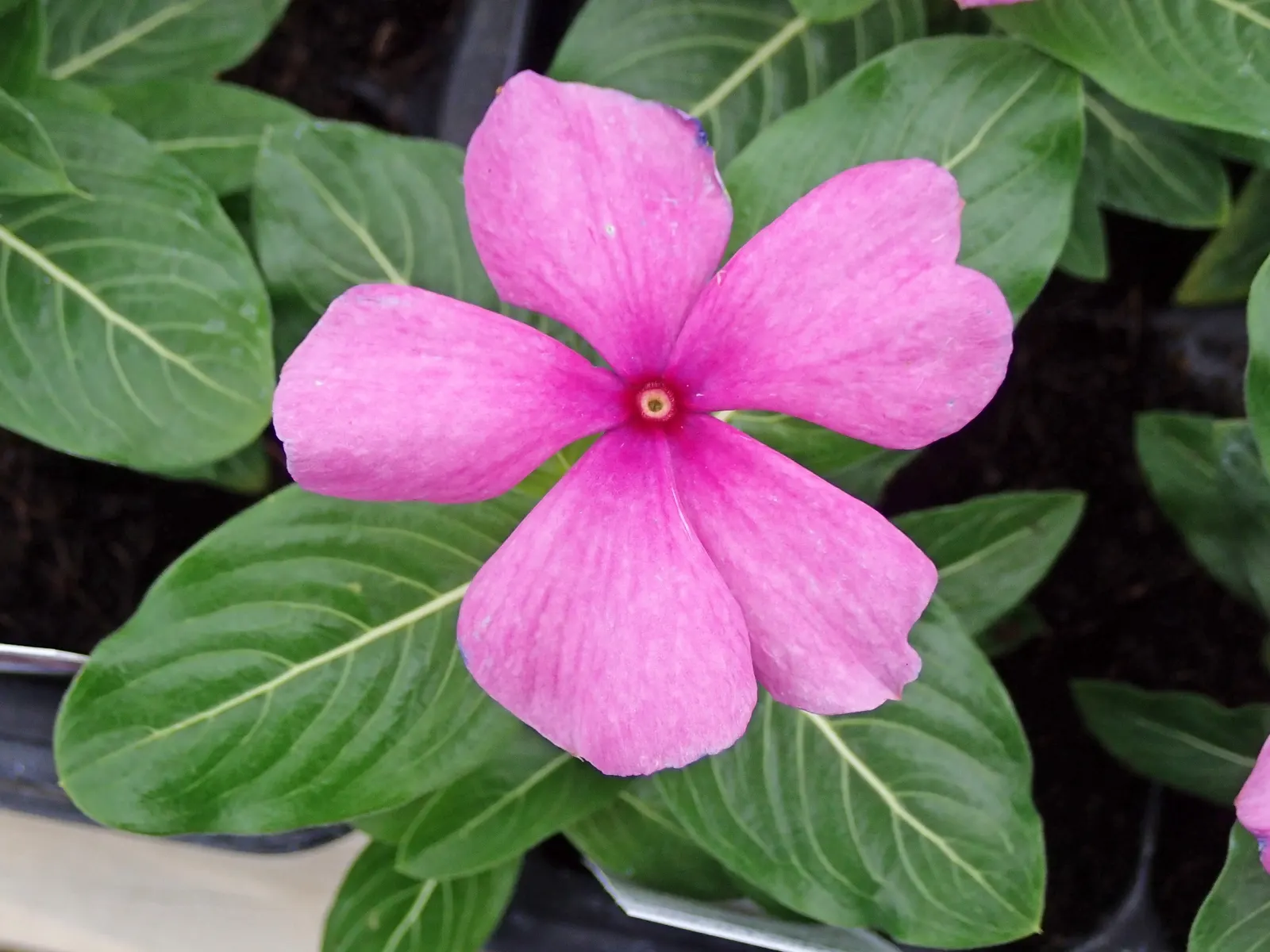 Vinca Rosea, Madagascar Periwinkle (Catharanthus Roseus) — This low-maintenance plant is ideal for borders; this compact plant is well-suited for borders