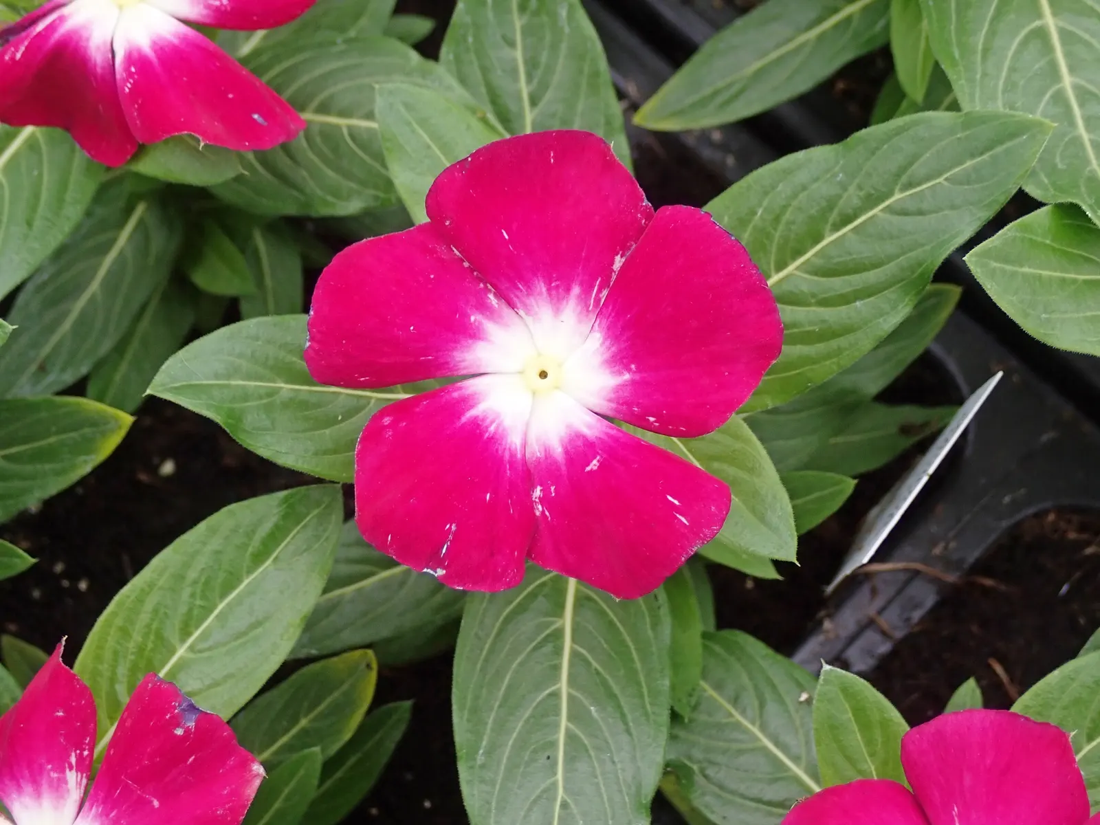 Vinca Rosea, Madagascar Periwinkle (Catharanthus Roseus) — ground cover / perennial for full or half; bringing life and color to their garden space, image 66