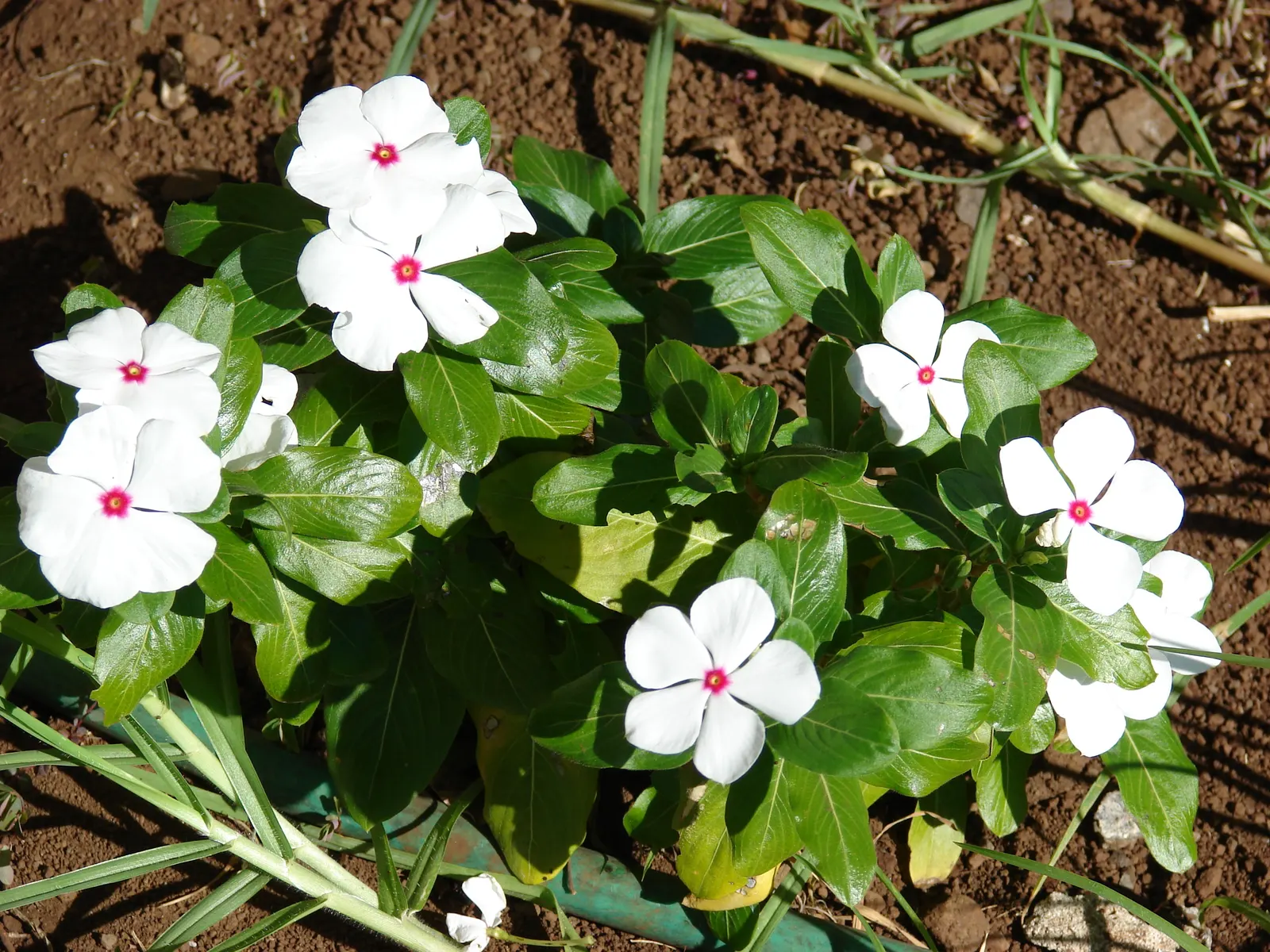 Vinca Rosea, Madagascar Periwinkle (Catharanthus Roseus) — making it a low-maintenance option for a variety of settings; it's drought-resistant, image 80