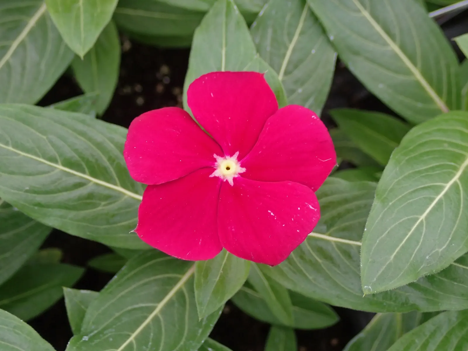 Vinca Rosea, Madagascar Periwinkle (Catharanthus Roseus) — bringing life and color to their garden space; multi-colored and pink and white flowers, image 85