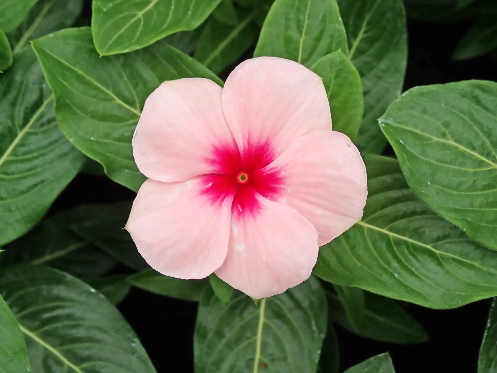 Vinca Rosea, Madagascar Periwinkle (Catharanthus Roseus) — promoting healthy growth.<br><br>The blooms come in a range of hues including; ground, image 82
