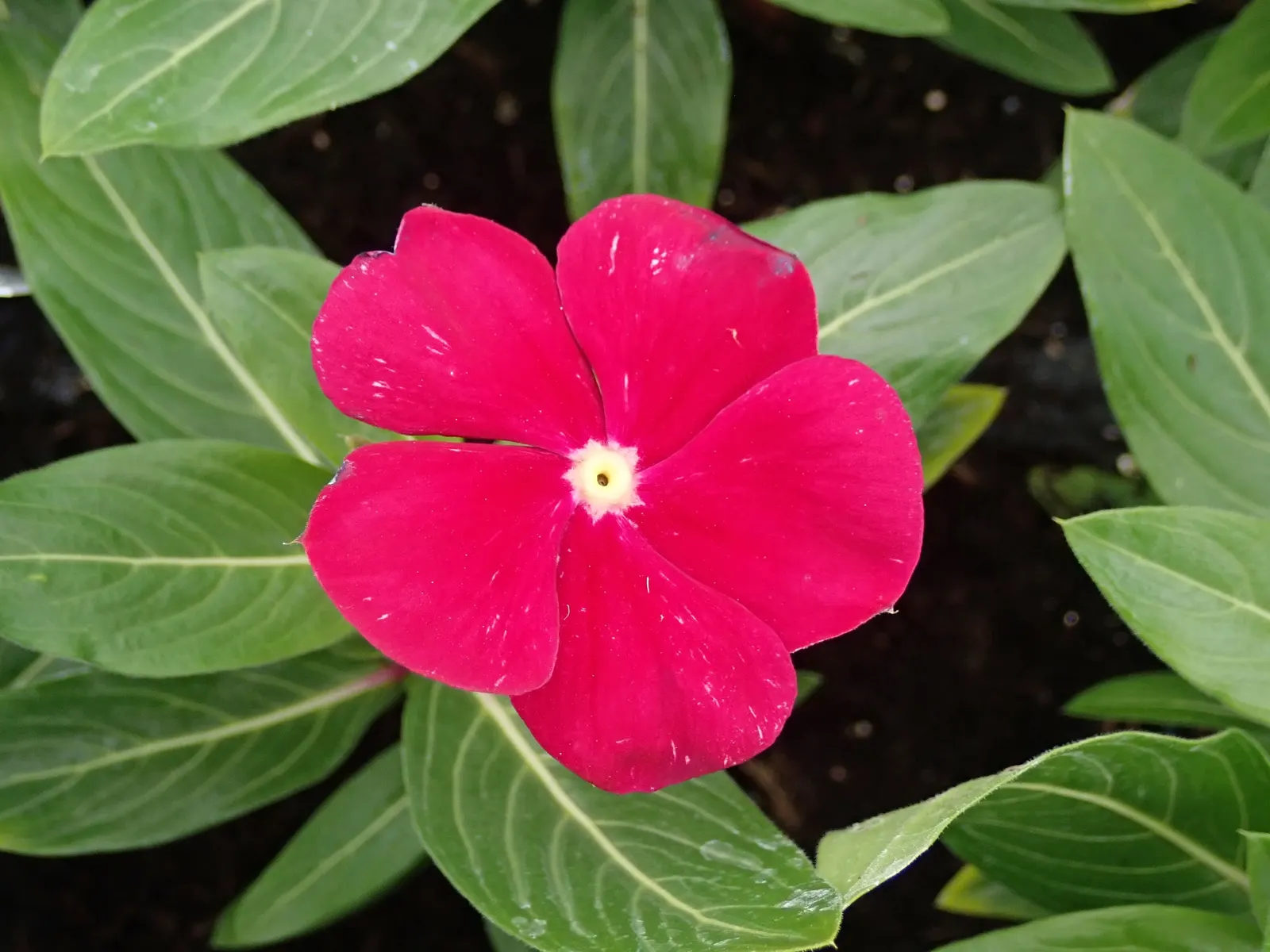 Vinca Rosea, Madagascar Periwinkle (Catharanthus Roseus) — ground cover / perennial with multi-colored and pink and white blooms