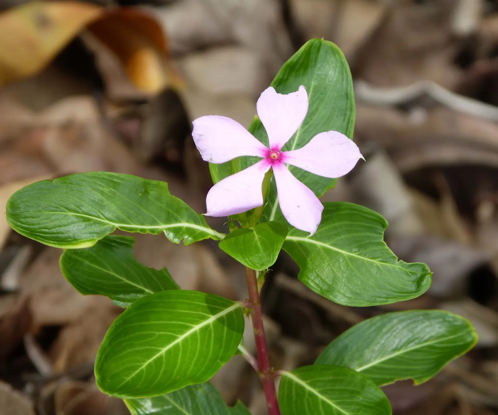 Vinca Rosea, Madagascar Periwinkle (Catharanthus Roseus) — or container gardening.<br><br>This versatile plant thrives in USDA hardiness zones 9, image 77