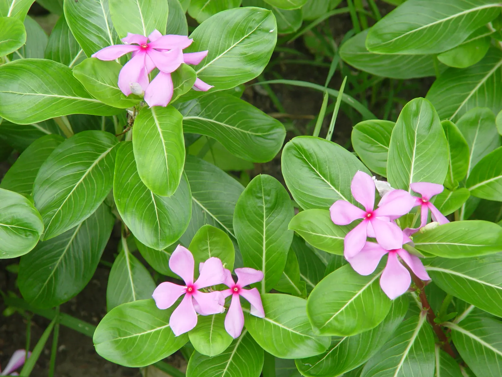 Vinca Rosea, Madagascar Periwinkle (Catharanthus Roseus) — Clients will appreciate its low-maintenance nature and potential to attract butterflies, image 62