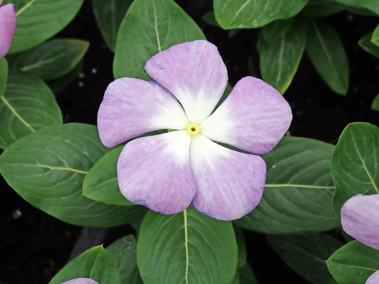 Vinca Rosea, Madagascar Periwinkle (Catharanthus Roseus) — promoting healthy growth.<br><br>The blooms come in a range of hues including; ground, image 60