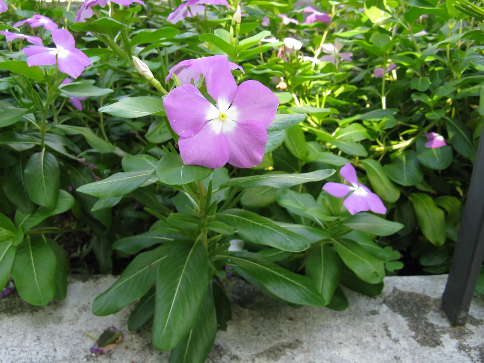Vinca Rosea, Madagascar Periwinkle (Catharanthus Roseus) — often with a contrasting eye; offering continuous blooms in warm climates, image 83