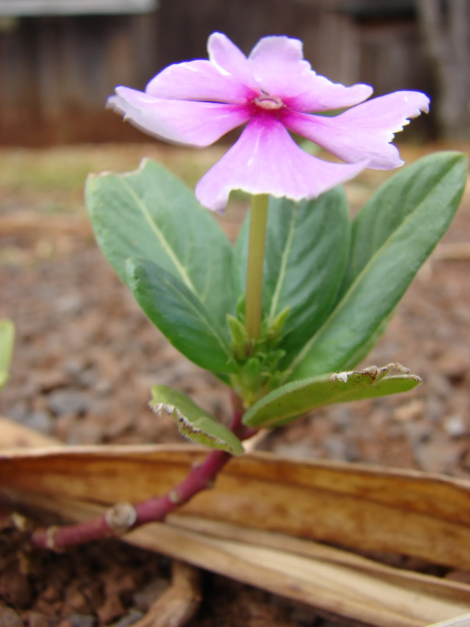 Vinca Rosea, Madagascar Periwinkle (Catharanthus Roseus) — preferring full sun to partial shade exposure; adequate spacing of around 12 to 18, image 78