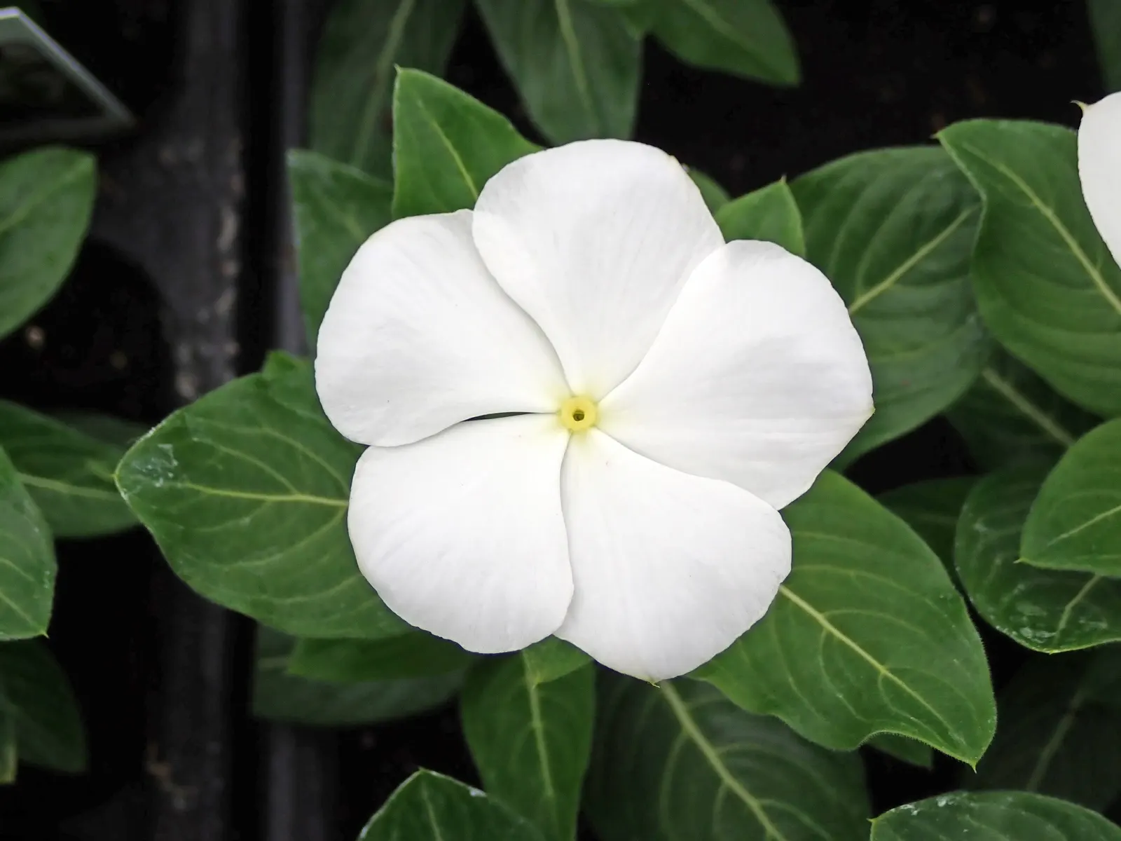 Vinca Rosea, Madagascar Periwinkle (Catharanthus Roseus) — preferring full sun to partial shade exposure; adequate spacing of around 12 to 18, image 56