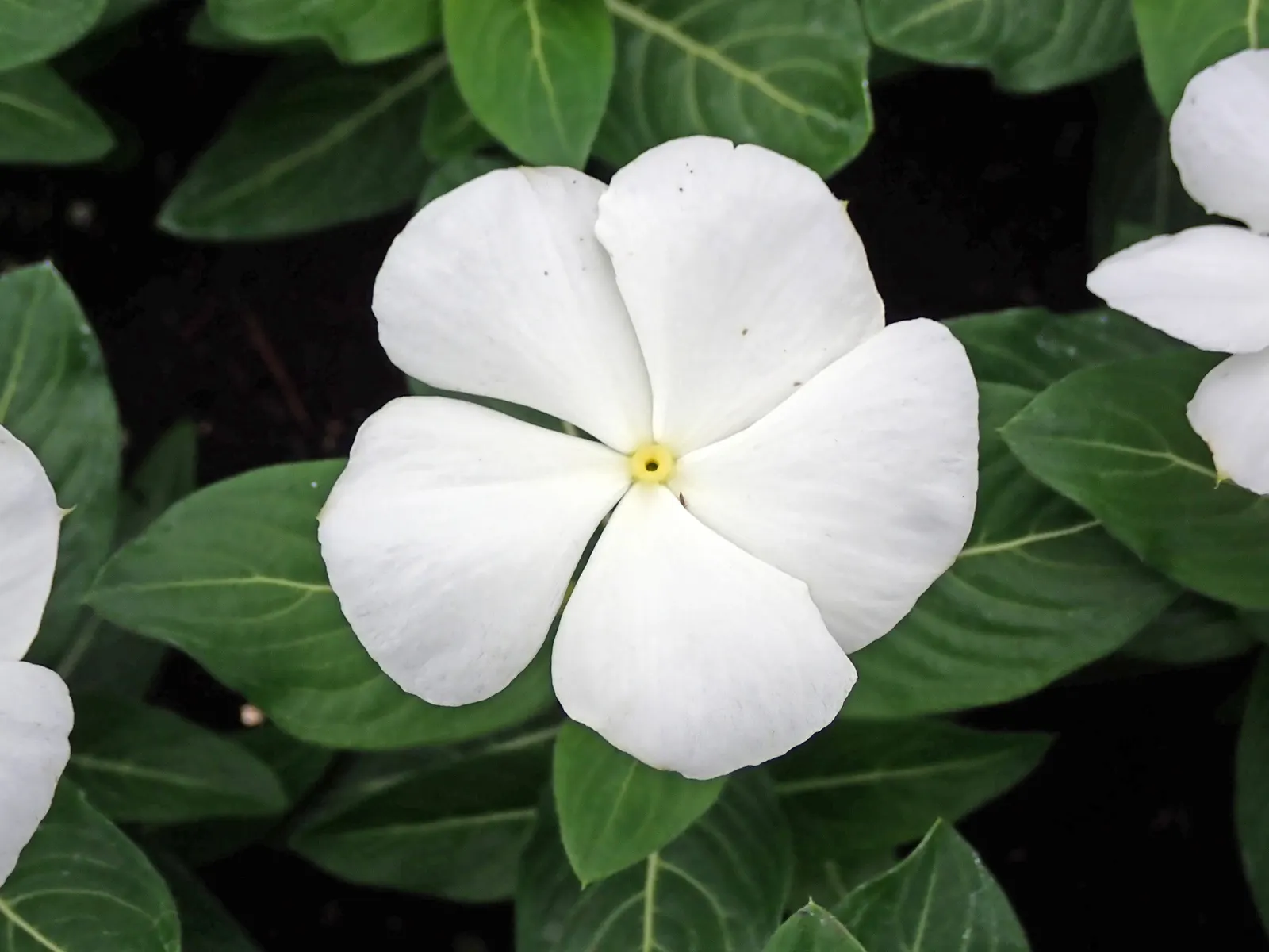 Vinca Rosea, Madagascar Periwinkle (Catharanthus Roseus) — Typically reaching a mature height of about 1 to 2 feet and a spread of 1 to 2 feet, image 75