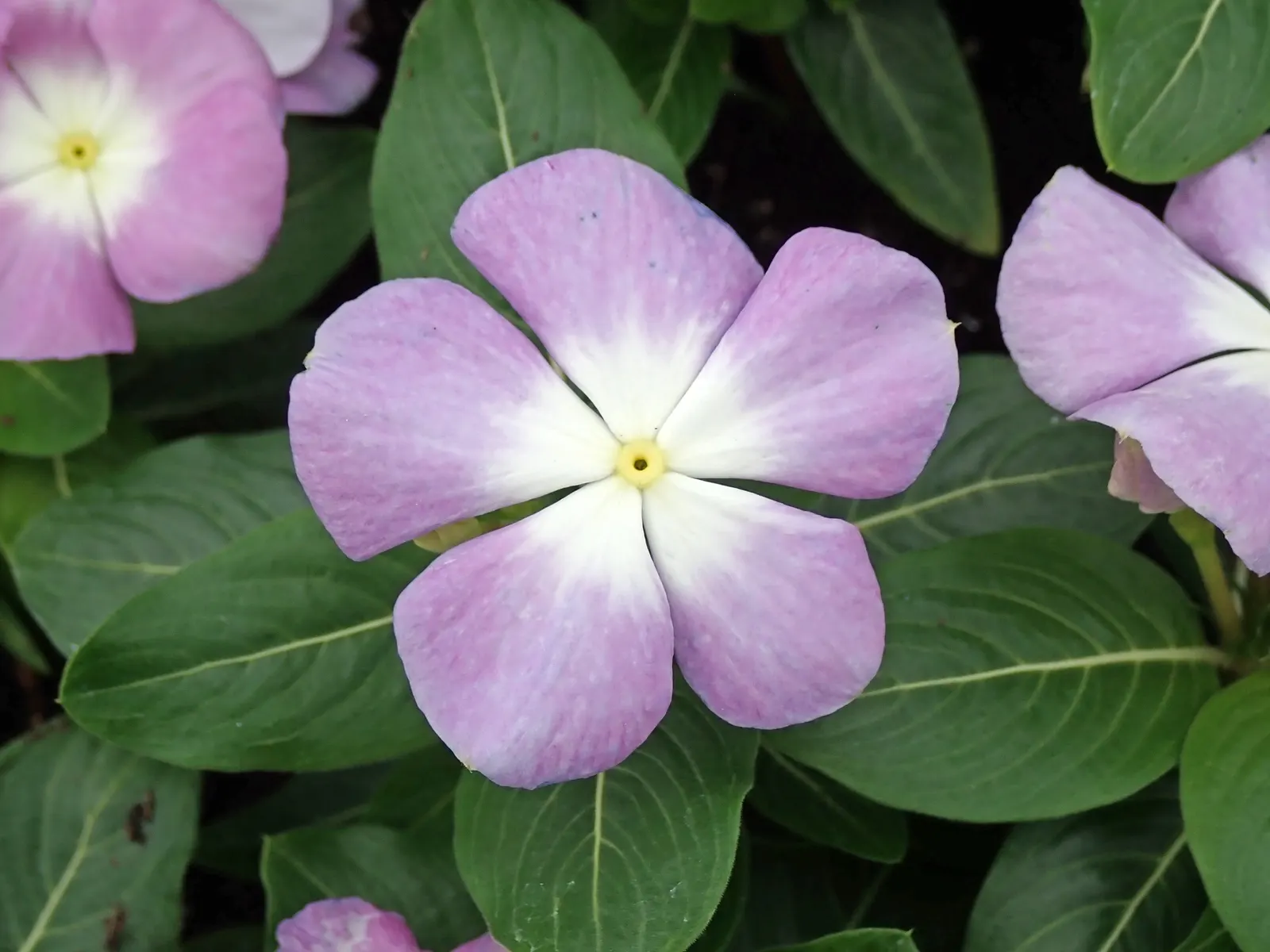 Vinca Rosea, Madagascar Periwinkle (Catharanthus Roseus) — or container gardening.<br><br>This versatile plant thrives in USDA hardiness zones 9, image 55