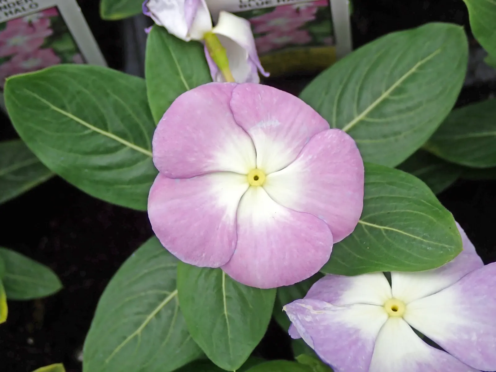Vinca Rosea, Madagascar Periwinkle (Catharanthus Roseus) — bringing life and color to their garden space; multi-colored and pink and white flowers, image 63