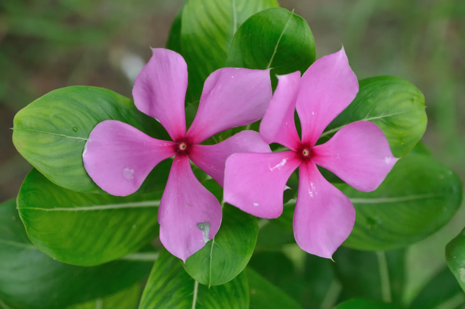 Vinca Rosea, Madagascar Periwinkle (Catharanthus Roseus) — It's drought-resistant once established; evergreen perennial showcasing glossy, image 73