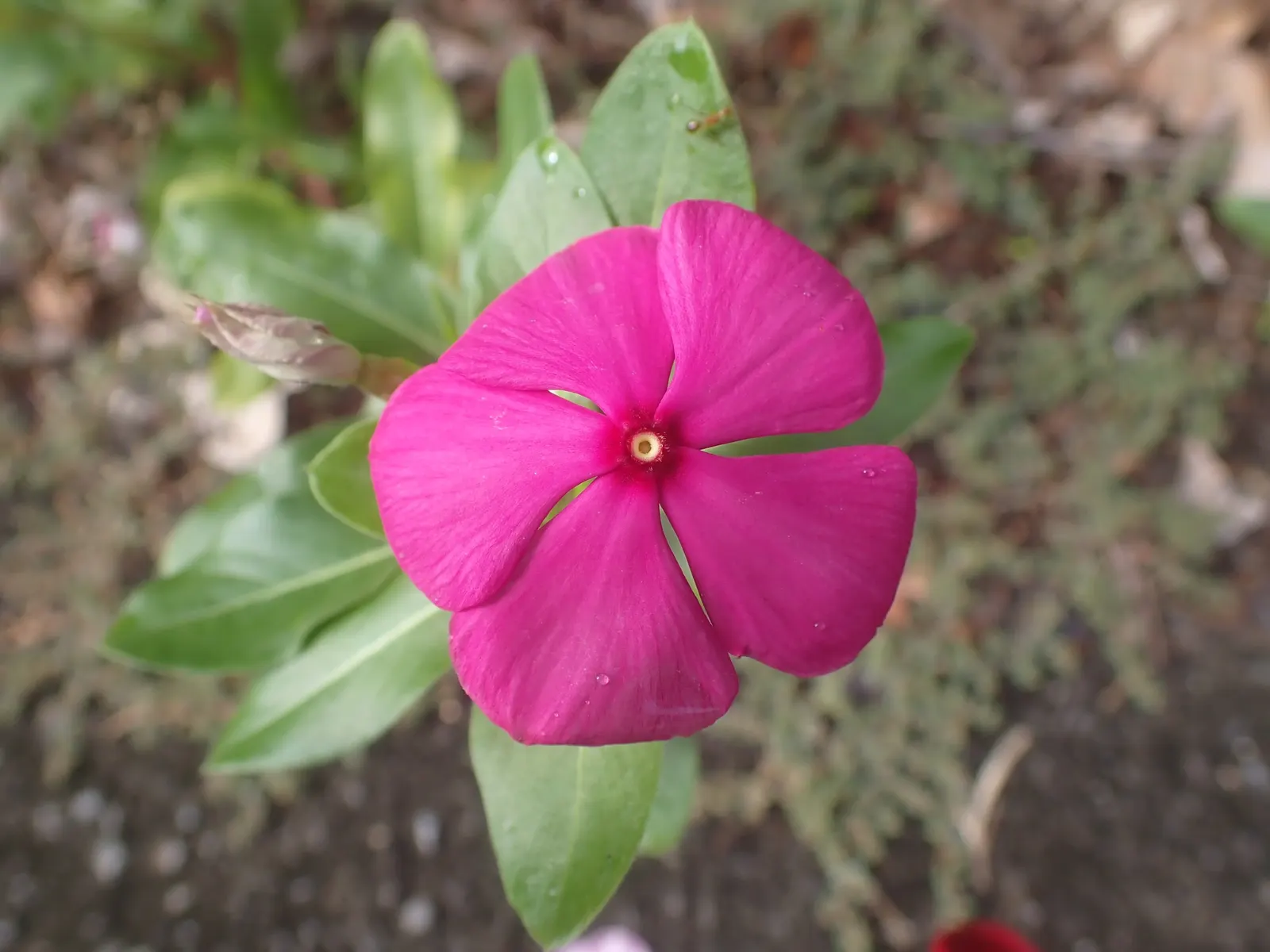 Vinca Rosea, Madagascar Periwinkle (Catharanthus Roseus) — evergreen perennial showcasing glossy; or container gardening.<br><br>This versatile, image 90