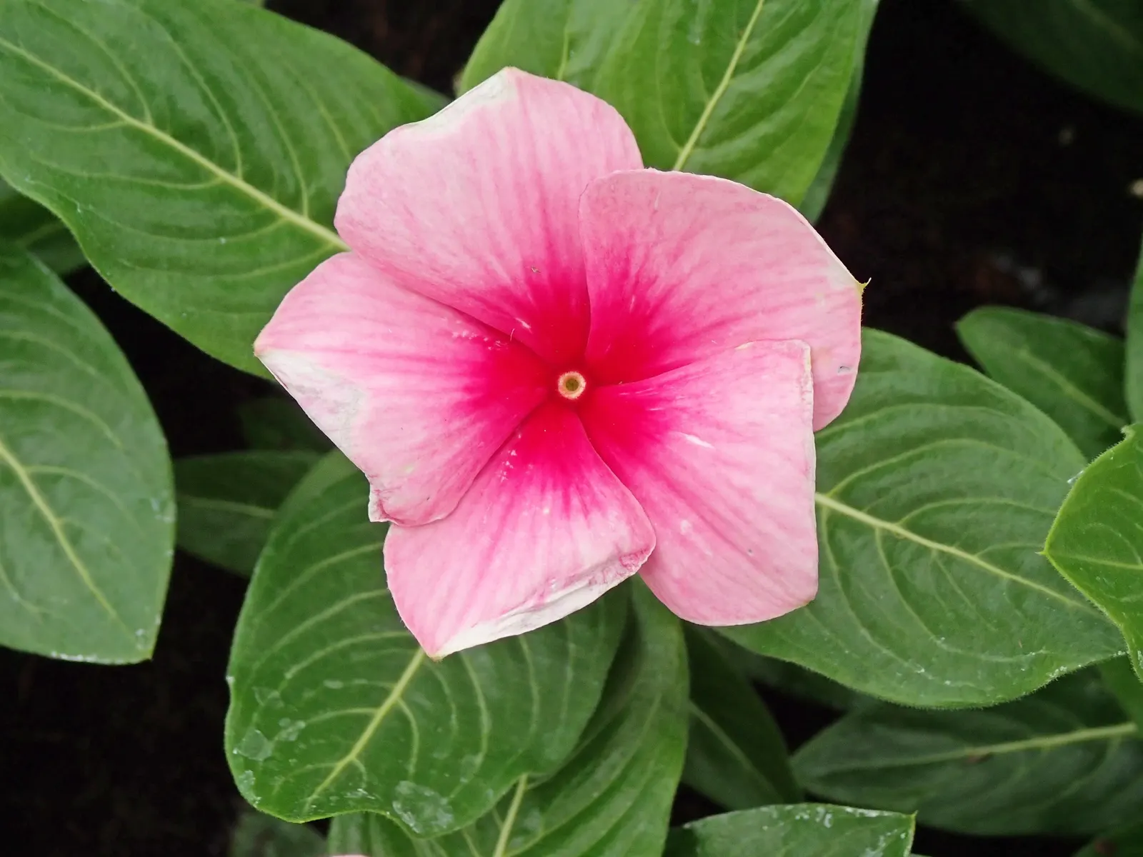 Vinca Rosea, Madagascar Periwinkle (Catharanthus Roseus) — Adequate spacing of around 12 to 18 inches allows for proper air circulation; making it a, image 59