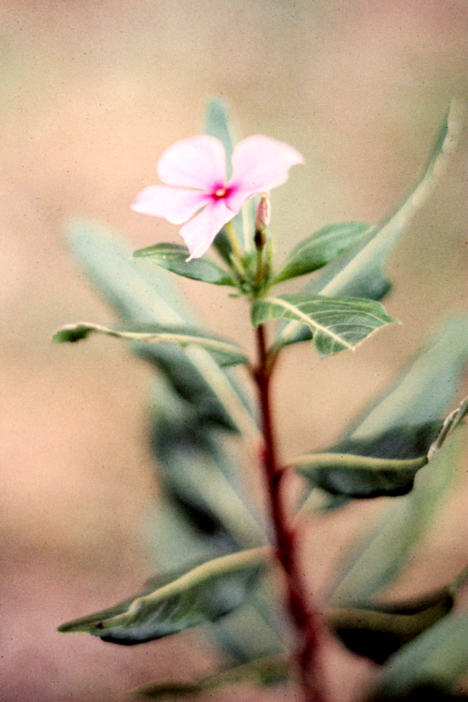 Vinca Rosea, Madagascar Periwinkle (Catharanthus Roseus) — evergreen perennial showcasing glossy; or container gardening.<br><br>This versatile, image 46