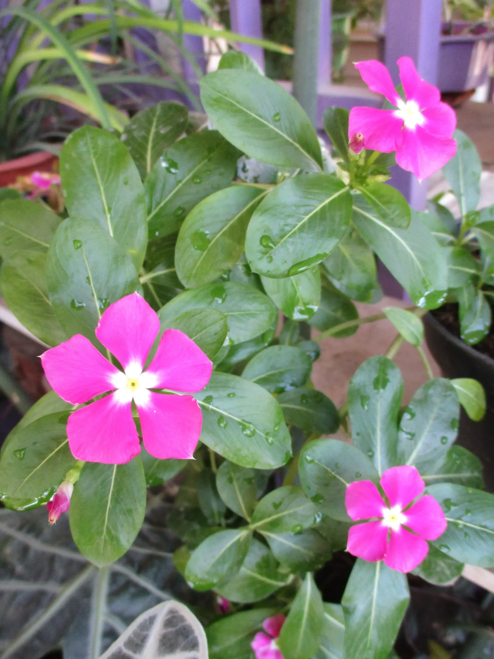 Vinca Rosea, Madagascar Periwinkle (Catharanthus Roseus) — this compact plant is well-suited for borders; also known as Catharanthus roseus or, image 54