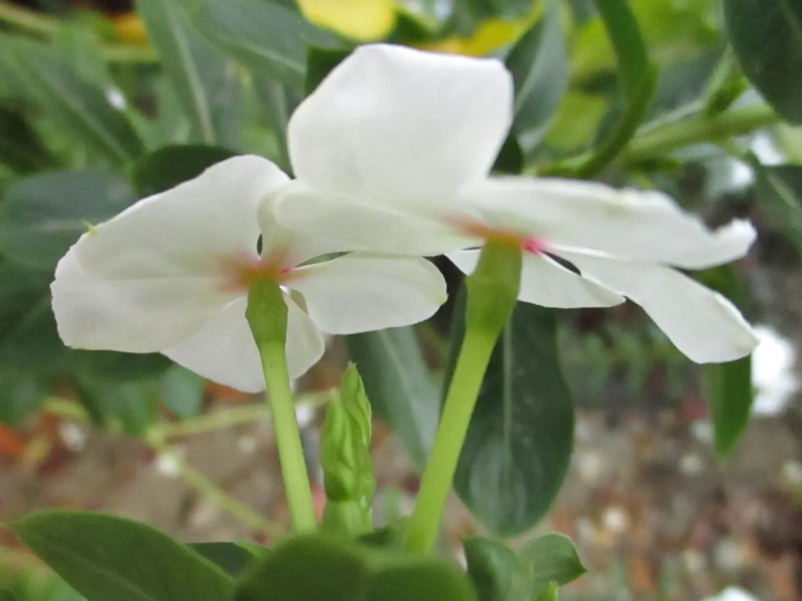 Vinca Rosea, Madagascar Periwinkle (Catharanthus Roseus) — commonly known as Vinca Rosea or Madagascar Periwinkle; typically reaching a mature, image 74
