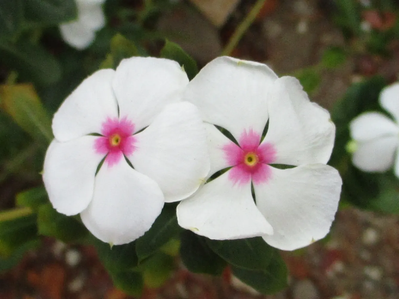 Vinca Rosea, Madagascar Periwinkle (Catharanthus Roseus) — It's drought-resistant once established