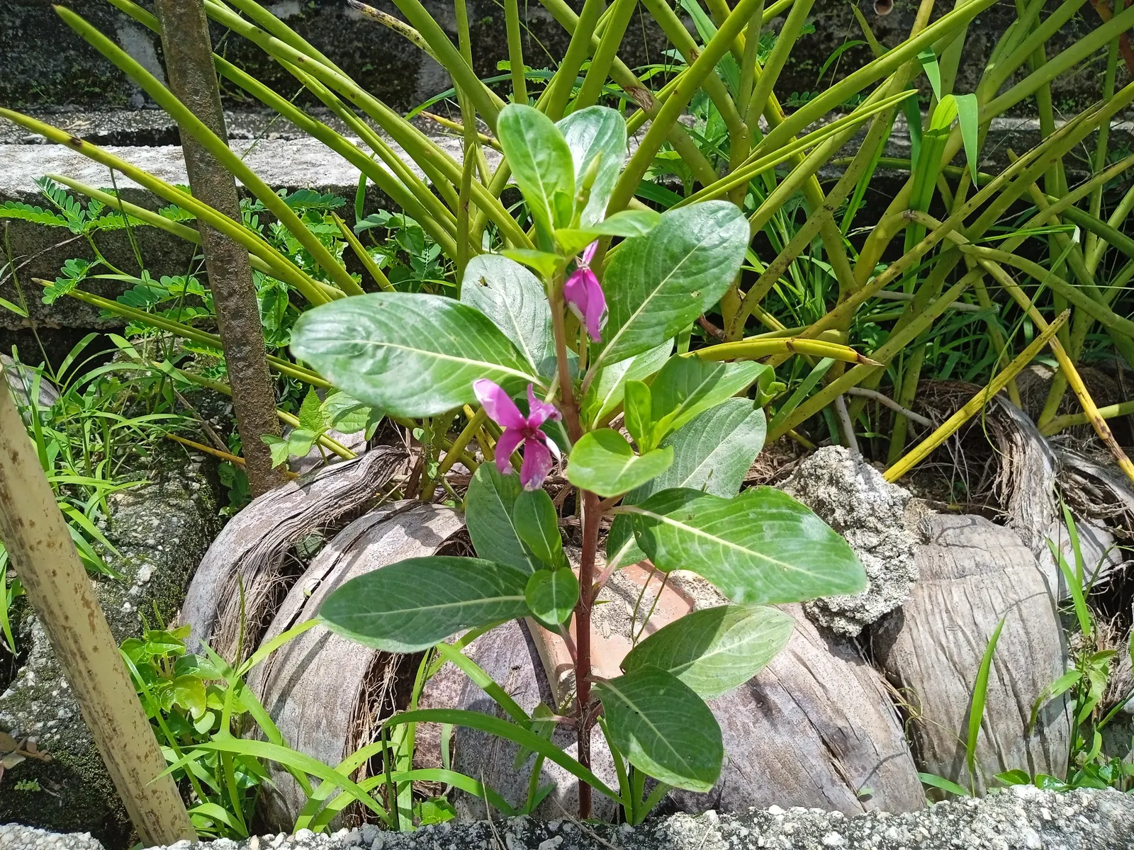 Vinca Rosea, Madagascar Periwinkle (Catharanthus Roseus) — bringing life and color to their garden space; multi-colored and pink and white flowers in the garden