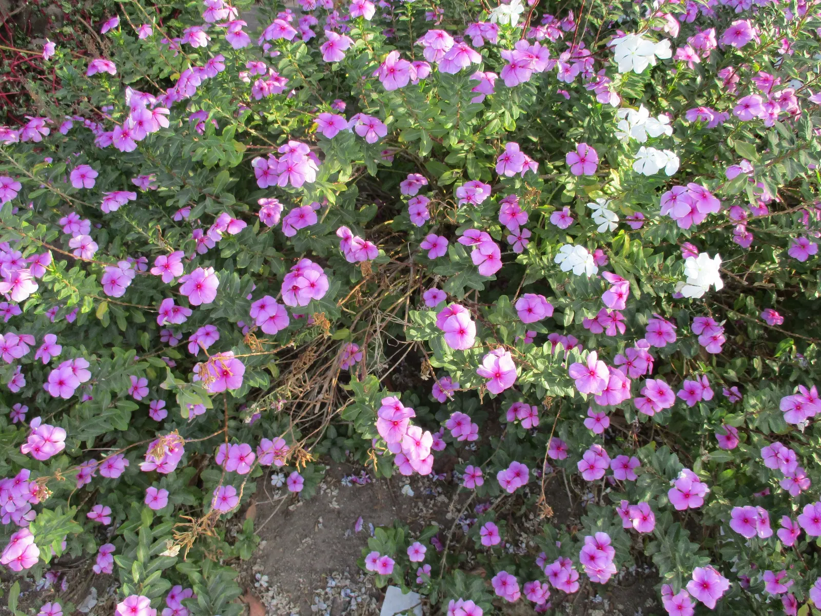 Vinca Rosea, Madagascar Periwinkle (Catharanthus Roseus) — offering continuous blooms in warm climates