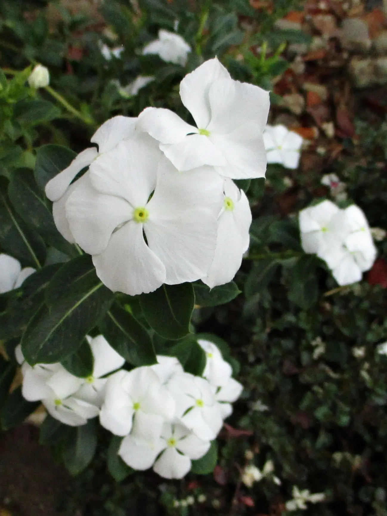 Vinca Rosea, Madagascar Periwinkle (Catharanthus Roseus) — this compact plant is well-suited for borders