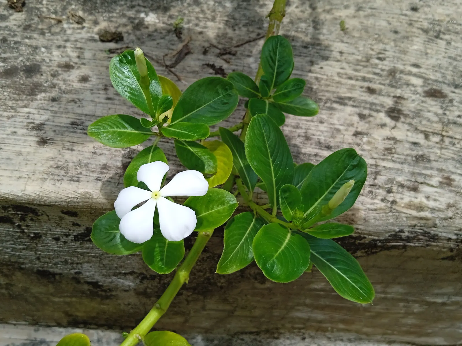 Vinca Rosea, Madagascar Periwinkle (Catharanthus Roseus) — promoting healthy growth.<br><br>The blooms come in a range of hues including; ground cover /
