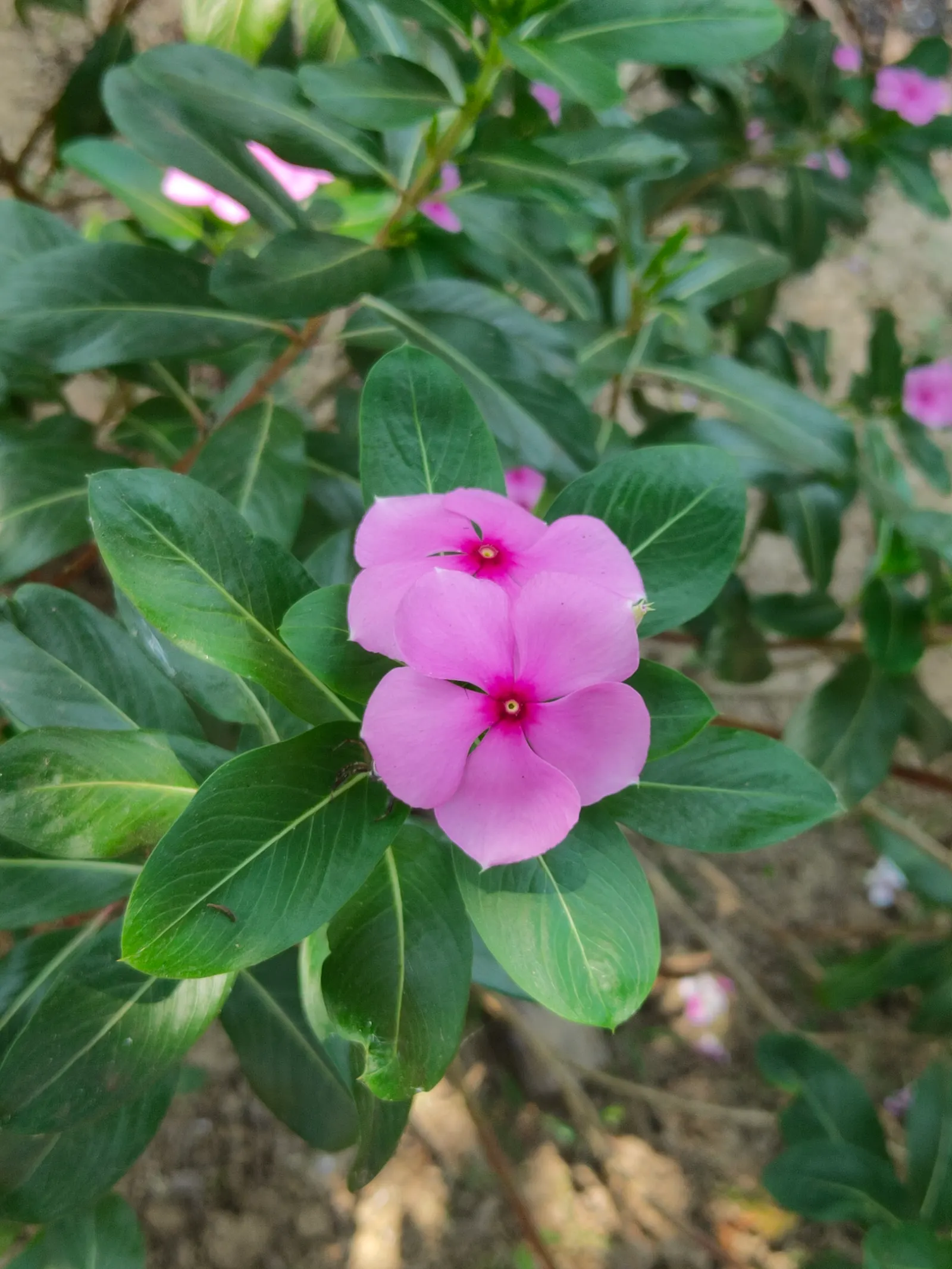Vinca Rosea, Madagascar Periwinkle (Catharanthus Roseus) — Adequate spacing of around 12 to 18 inches allows for proper air circulation