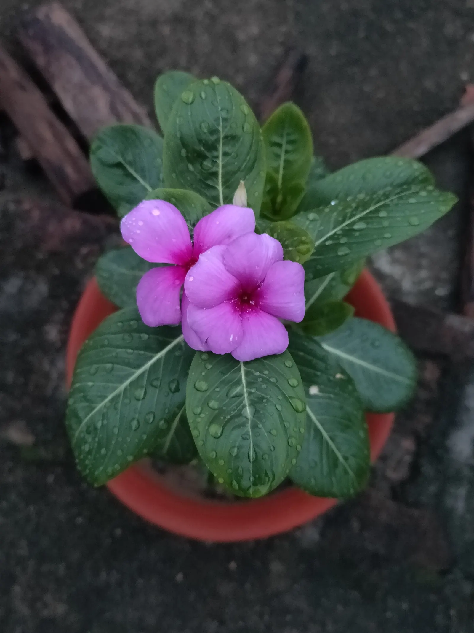 Vinca Rosea, Madagascar Periwinkle (Catharanthus Roseus) — green leaves and charming five-petaled flowers in shades of pink; clients will, image 135