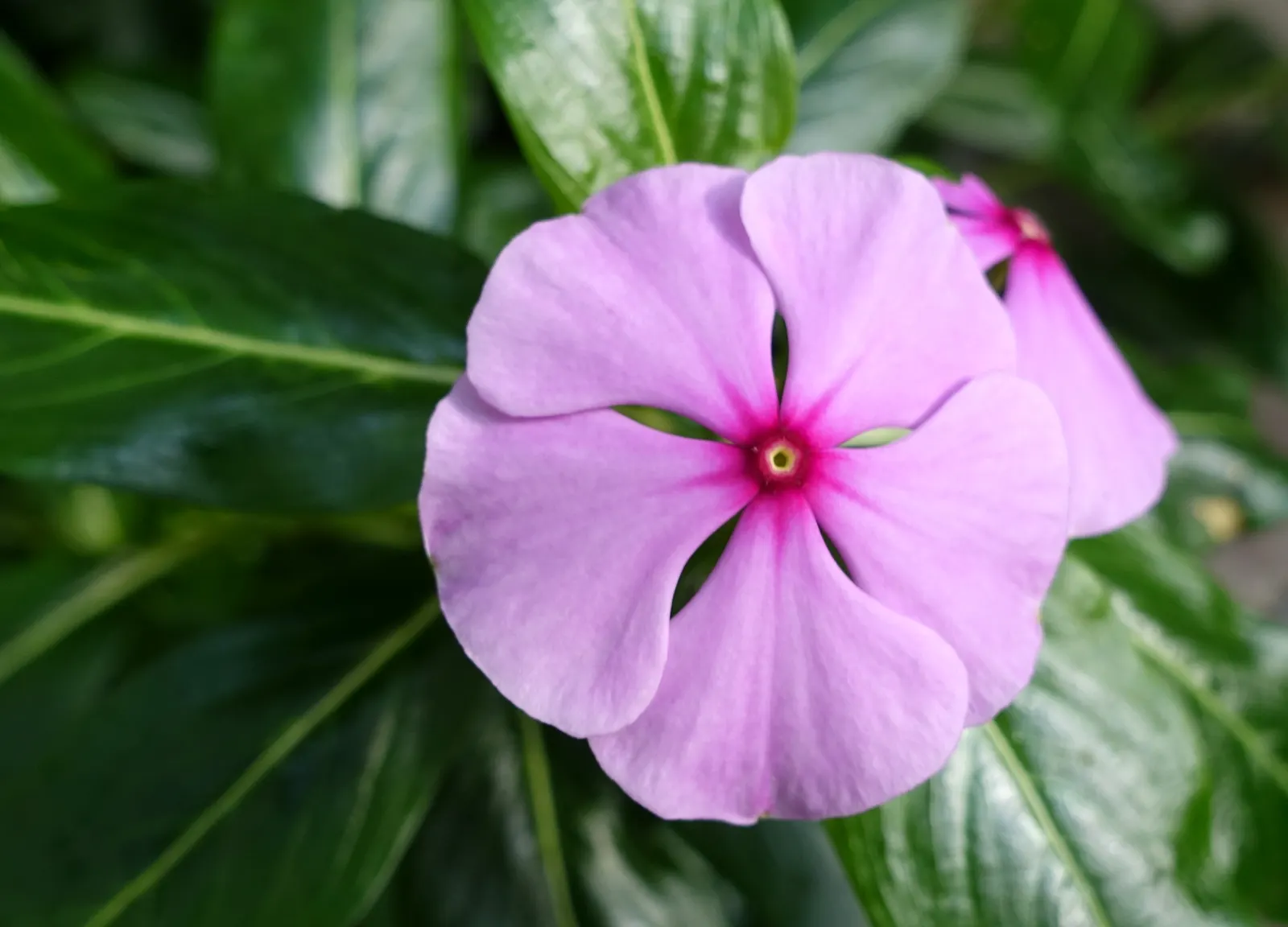 Vinca Rosea, Madagascar Periwinkle (Catharanthus Roseus) — green leaves and charming five-petaled flowers in shades of pink; clients will, image 47
