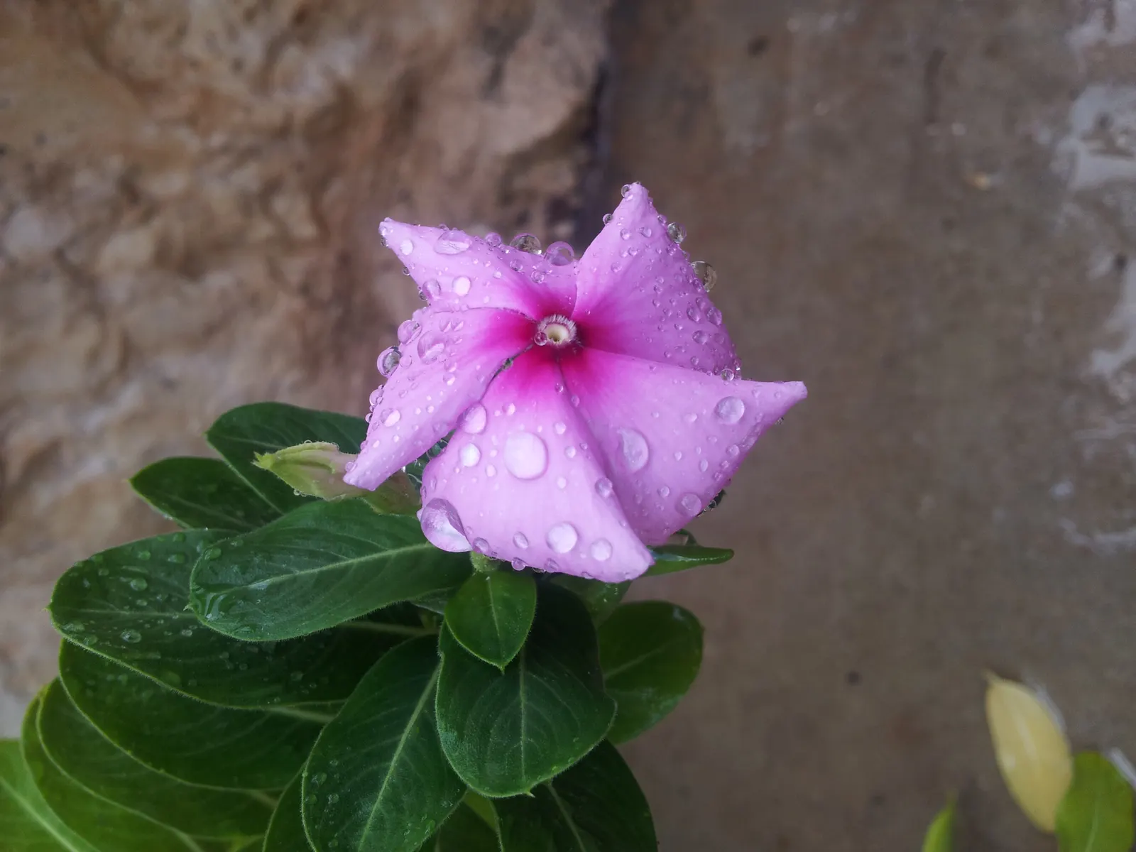 Vinca Rosea, Madagascar Periwinkle (Catharanthus Roseus) — making it a low-maintenance option for a variety of settings