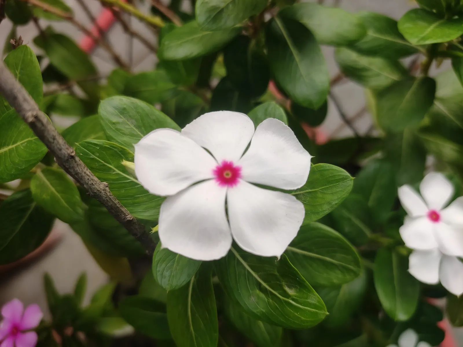 Vinca Rosea, Madagascar Periwinkle (Catharanthus Roseus) — Thriving in full sun to partial shade, it reaches up to 18 inches in height and spreads, image 48
