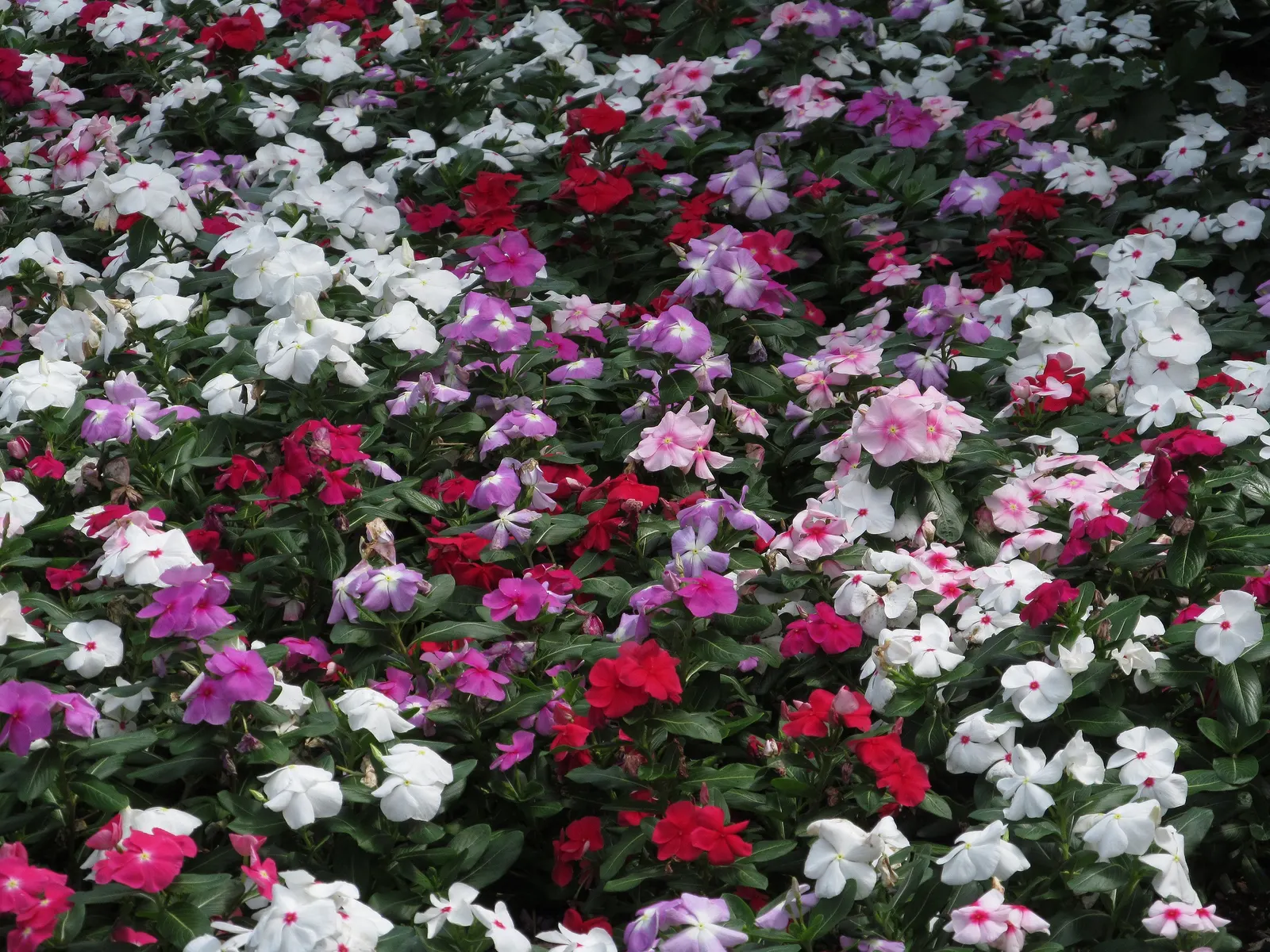 Vinca Rosea, Madagascar Periwinkle (Catharanthus Roseus) — This low-maintenance plant is ideal for borders; this compact plant is well-suited for, image 49
