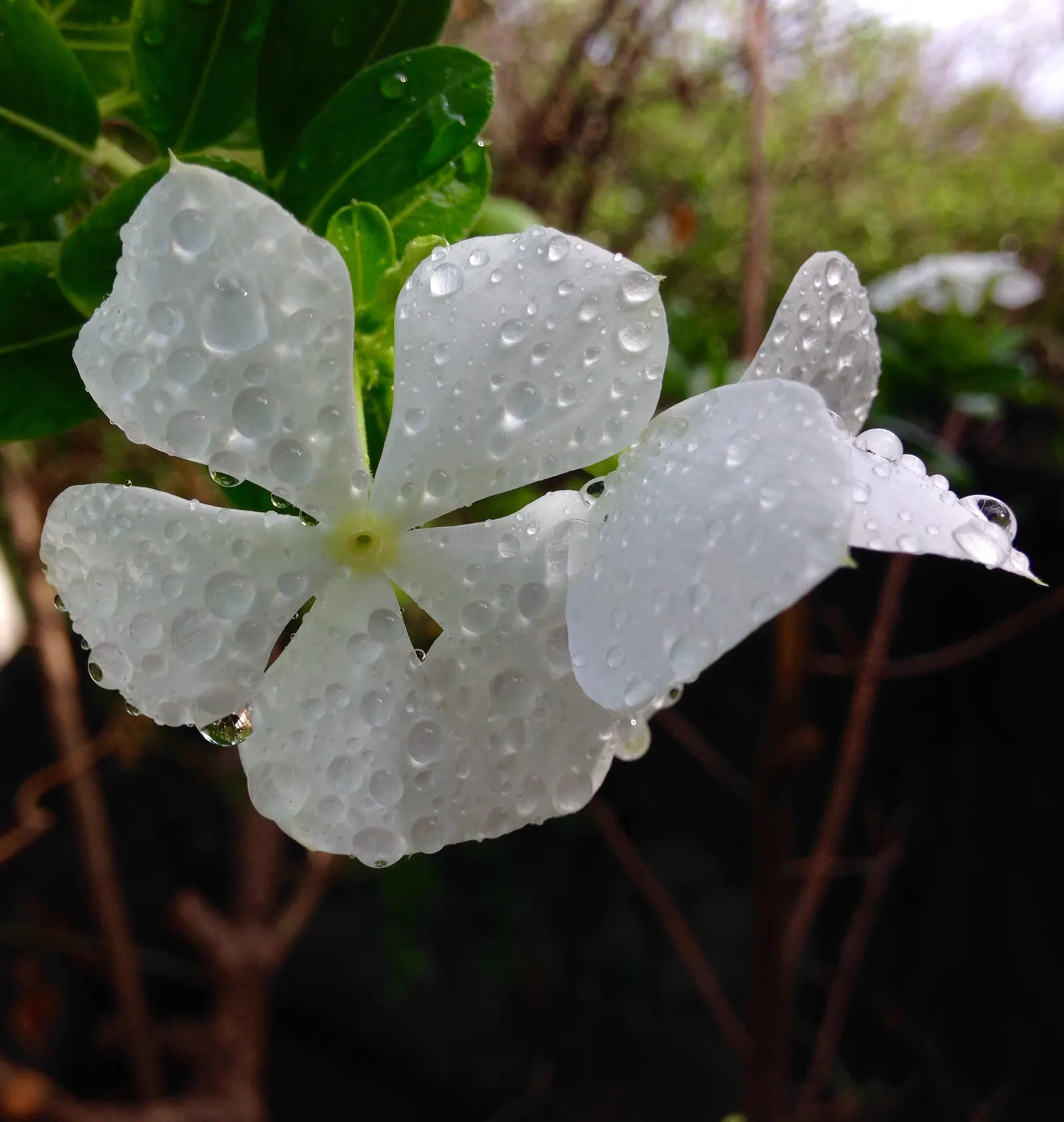 Vinca Rosea, Madagascar Periwinkle (Catharanthus Roseus) — often with a contrasting eye; offering continuous blooms in warm climates, image 105