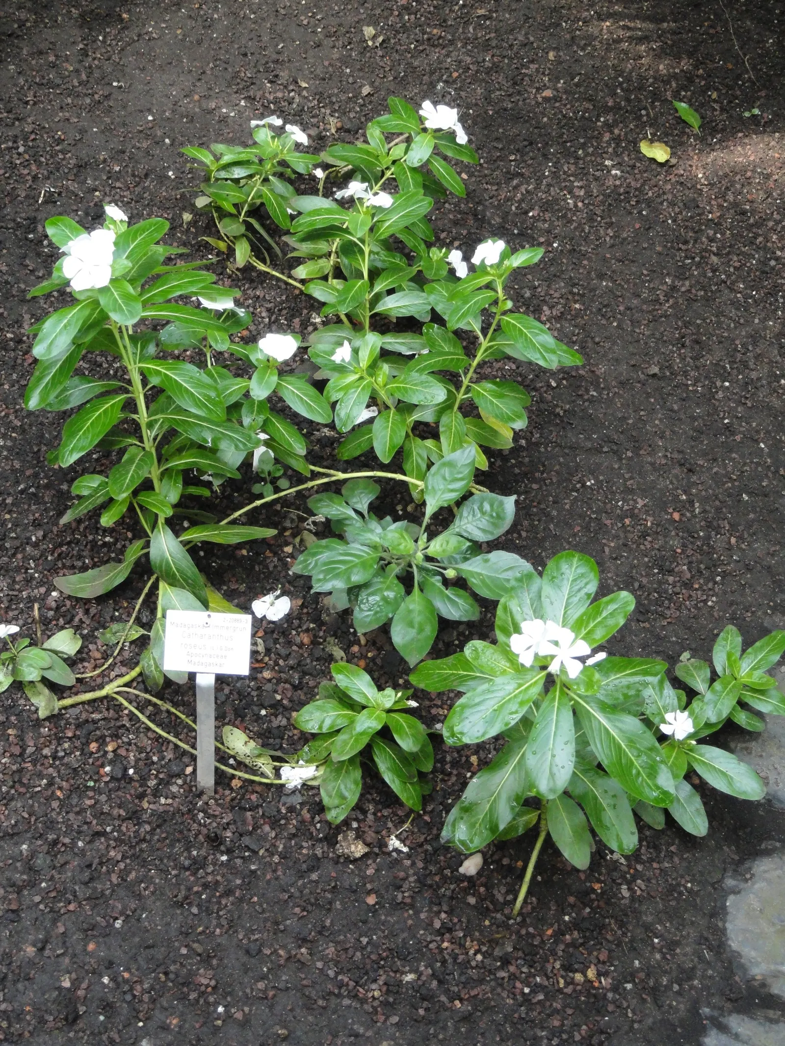 Vinca Rosea, Madagascar Periwinkle (Catharanthus Roseus) — commonly known as Vinca Rosea or Madagascar Periwinkle