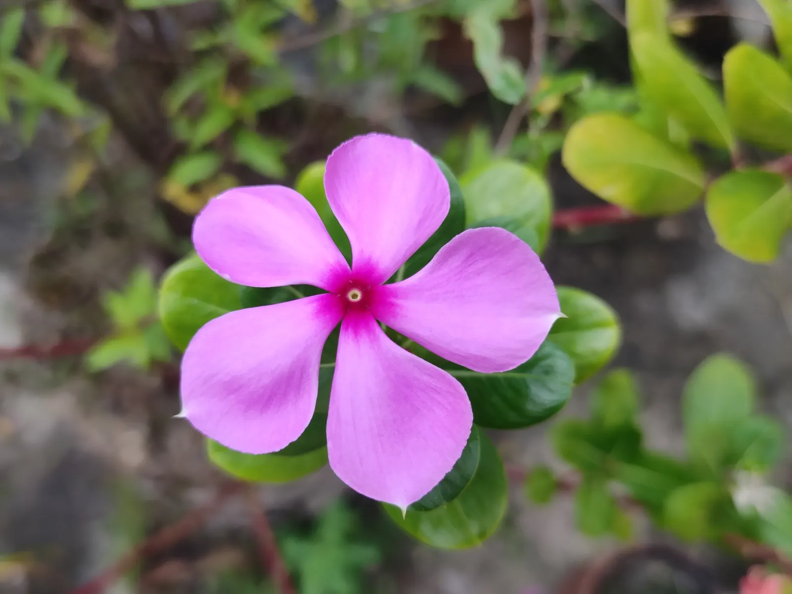 Vinca Rosea, Madagascar Periwinkle (Catharanthus Roseus) — offering continuous blooms in warm climates; often with a contrasting eye, image 50