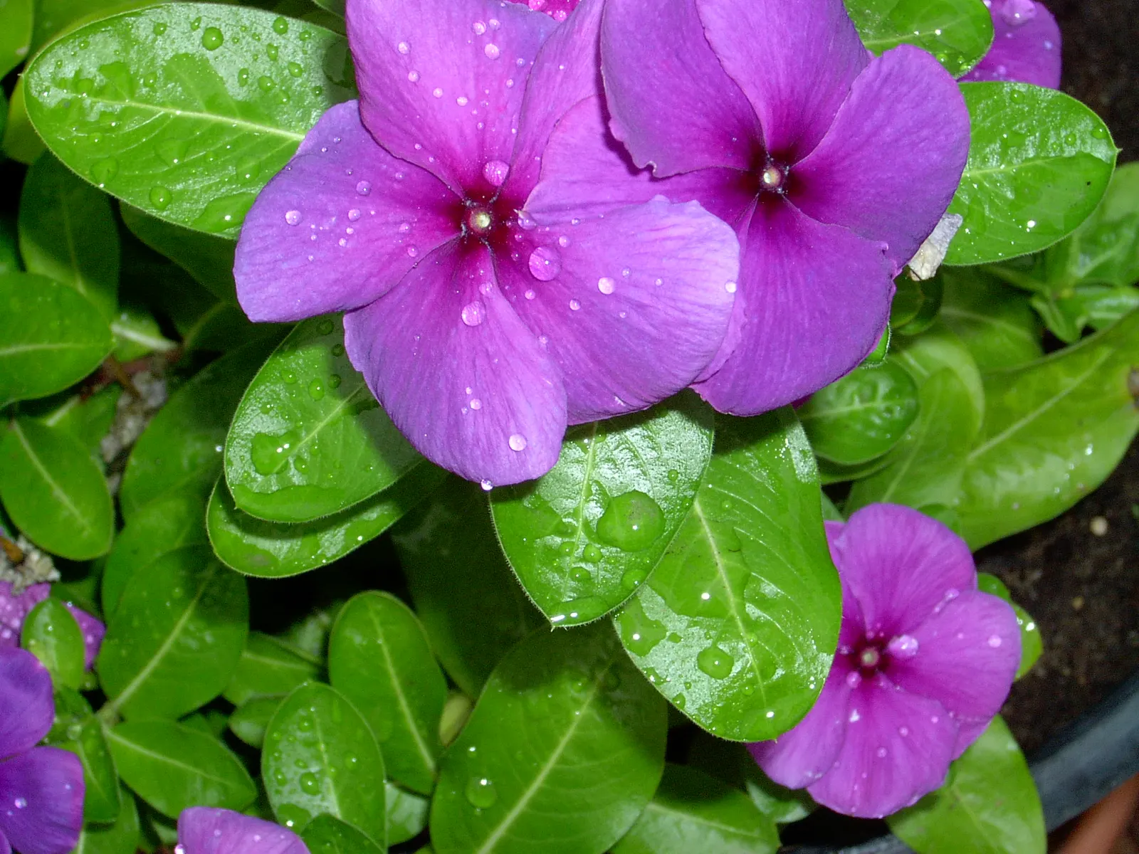 Vinca Rosea, Madagascar Periwinkle (Catharanthus Roseus) — or container gardening.<br><br>This versatile plant thrives in USDA hardiness zones 9 through 11