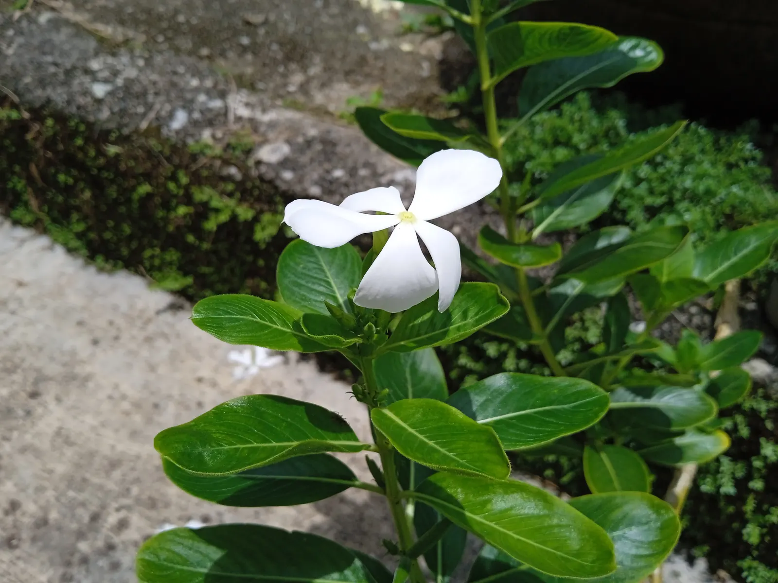 Vinca Rosea, Madagascar Periwinkle (Catharanthus Roseus) — multi-colored and pink and white flowers in the garden; this low-maintenance plant is ideal for
