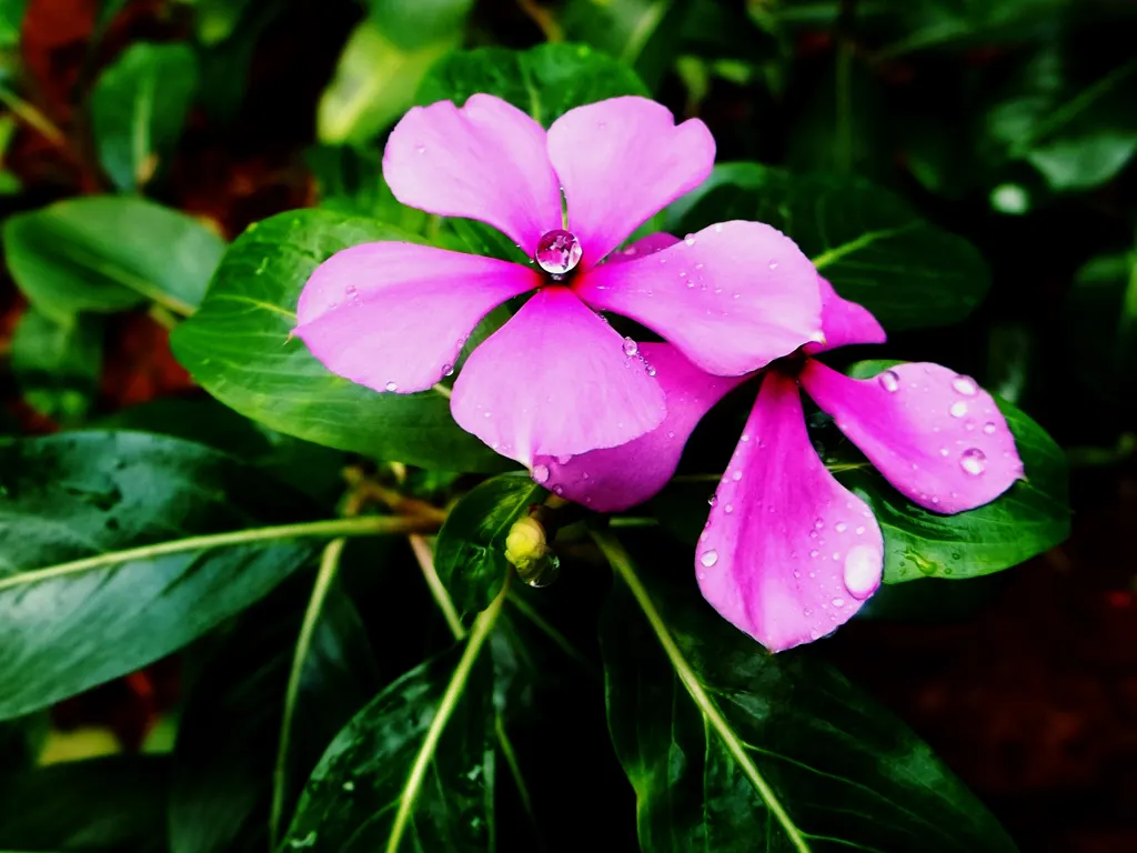 Vinca Rosea, Madagascar Periwinkle (Catharanthus Roseus) — preferring full sun to partial shade exposure; adequate spacing of around 12 to 18 inches allows for
