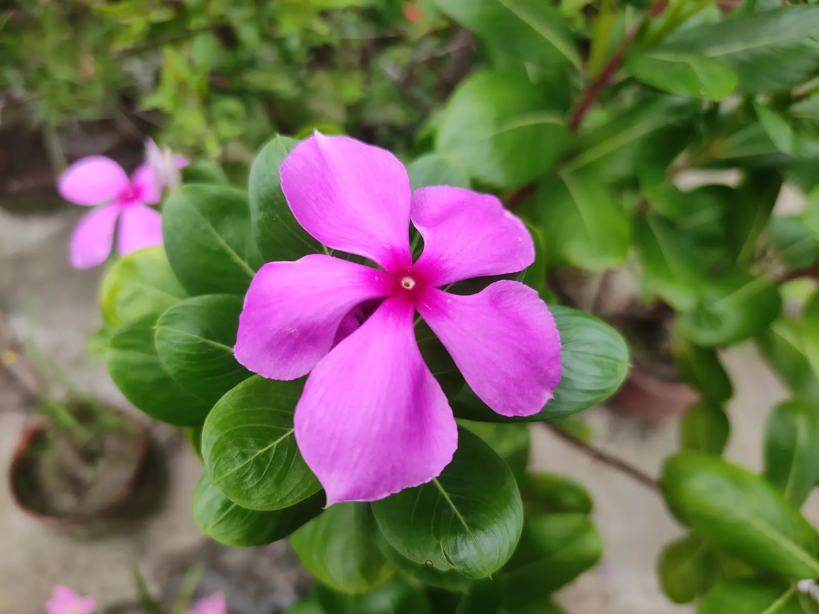 Vinca Rosea, Madagascar Periwinkle (Catharanthus Roseus) — evergreen perennial showcasing glossy