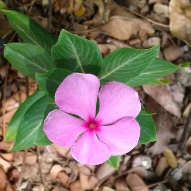 Vinca Rosea, Madagascar Periwinkle (Catharanthus Roseus) — ground cover / perennial for full or half; bringing life and color to their garden space, image 110