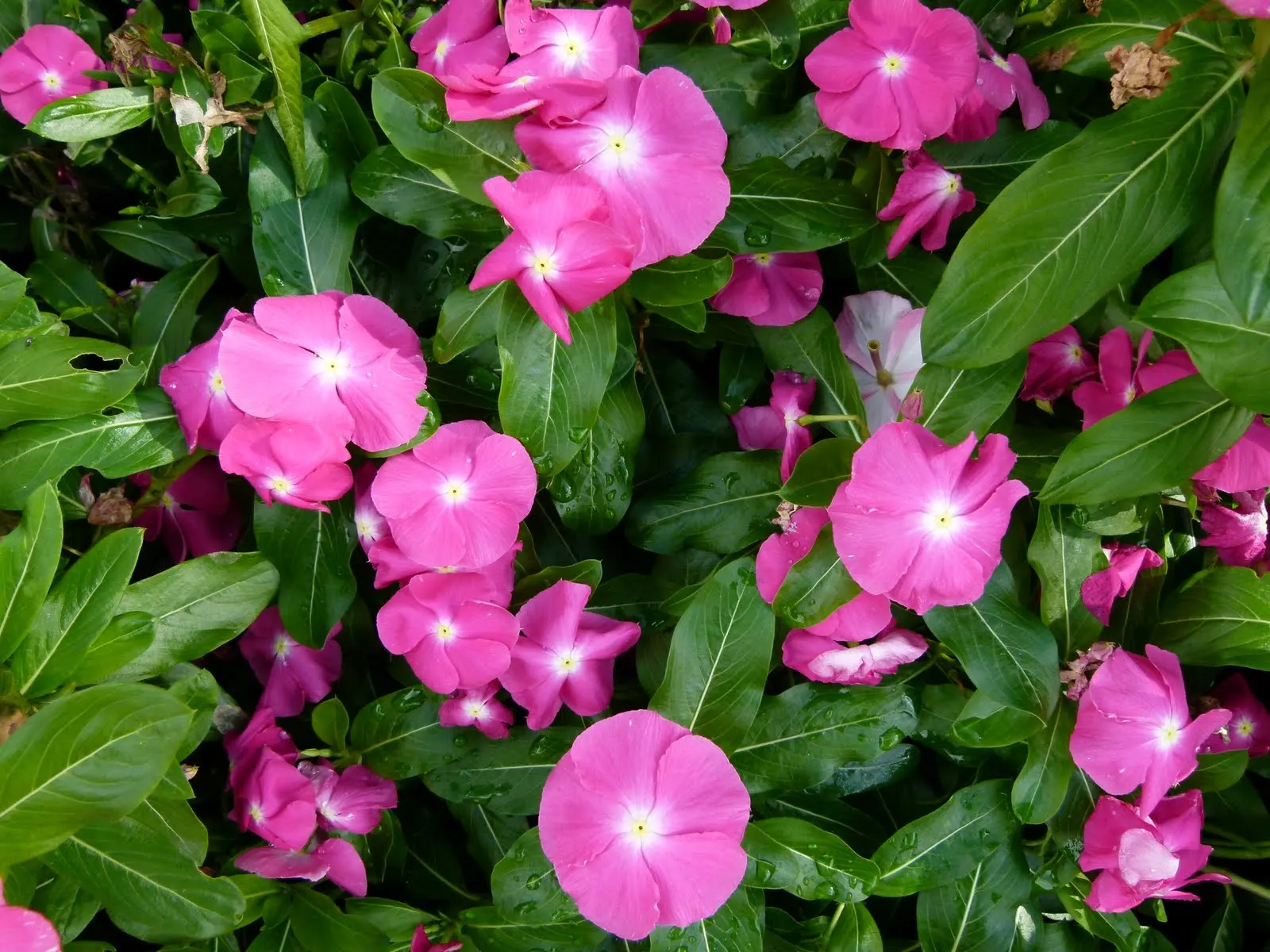 Vinca Rosea, Madagascar Periwinkle (Catharanthus Roseus) — often with a contrasting eye; offering continuous blooms in warm climates