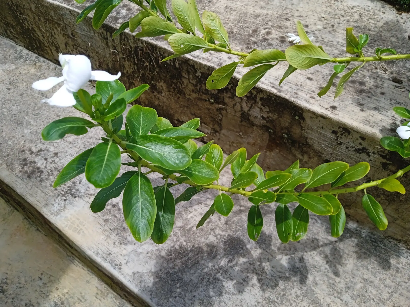 Vinca Rosea, Madagascar Periwinkle (Catharanthus Roseus) — ground cover / perennial for full or half; bringing life and color to their garden space