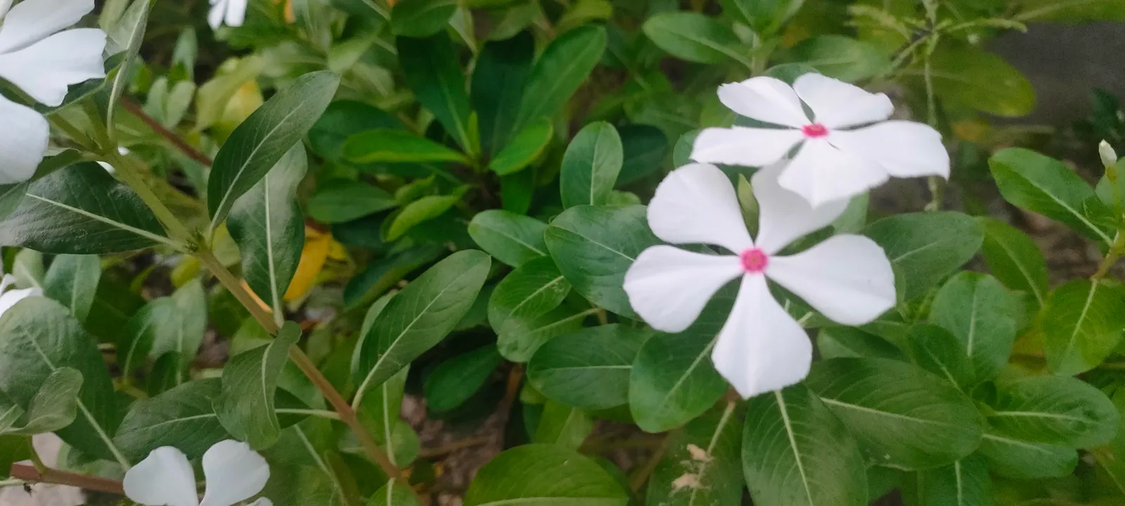 Vinca Rosea, Madagascar Periwinkle (Catharanthus Roseus) — Typically reaching a mature height of about 1 to 2 feet and a spread of 1 to 2 feet, image 53