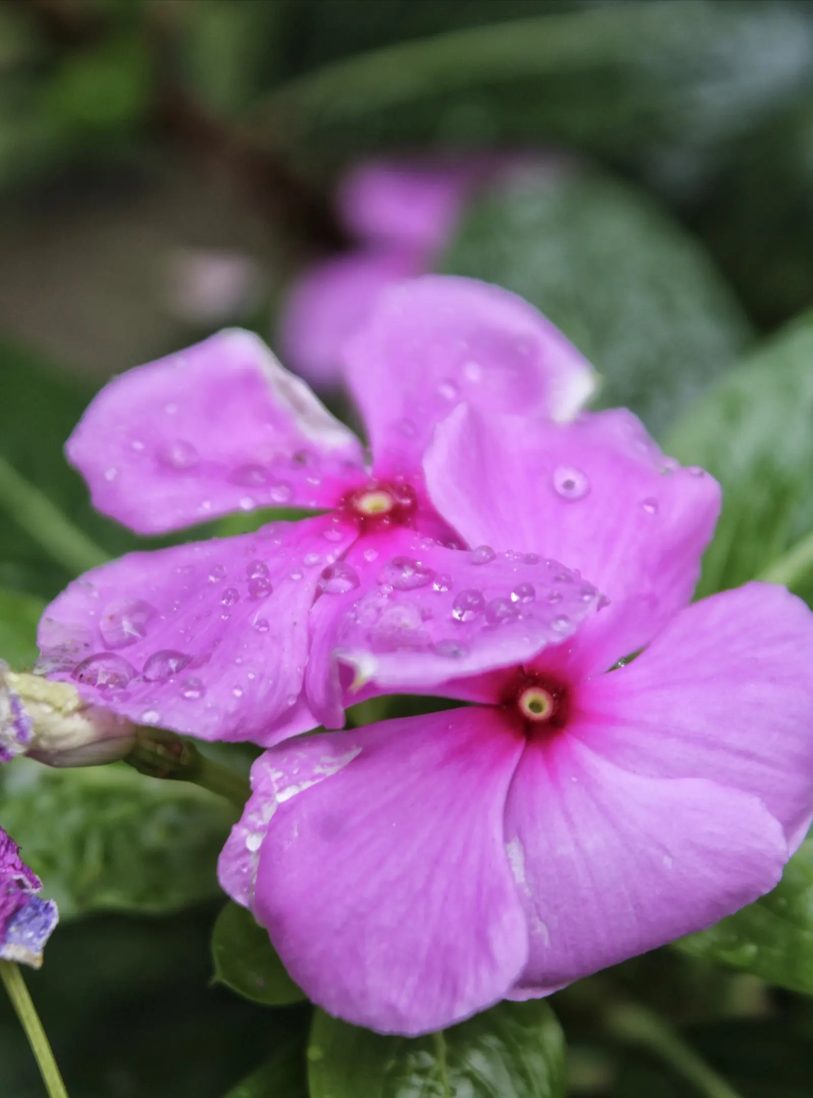 Vinca Rosea, Madagascar Periwinkle (Catharanthus Roseus) — Clients will appreciate its low-maintenance nature and potential to attract butterflies; the Vinca