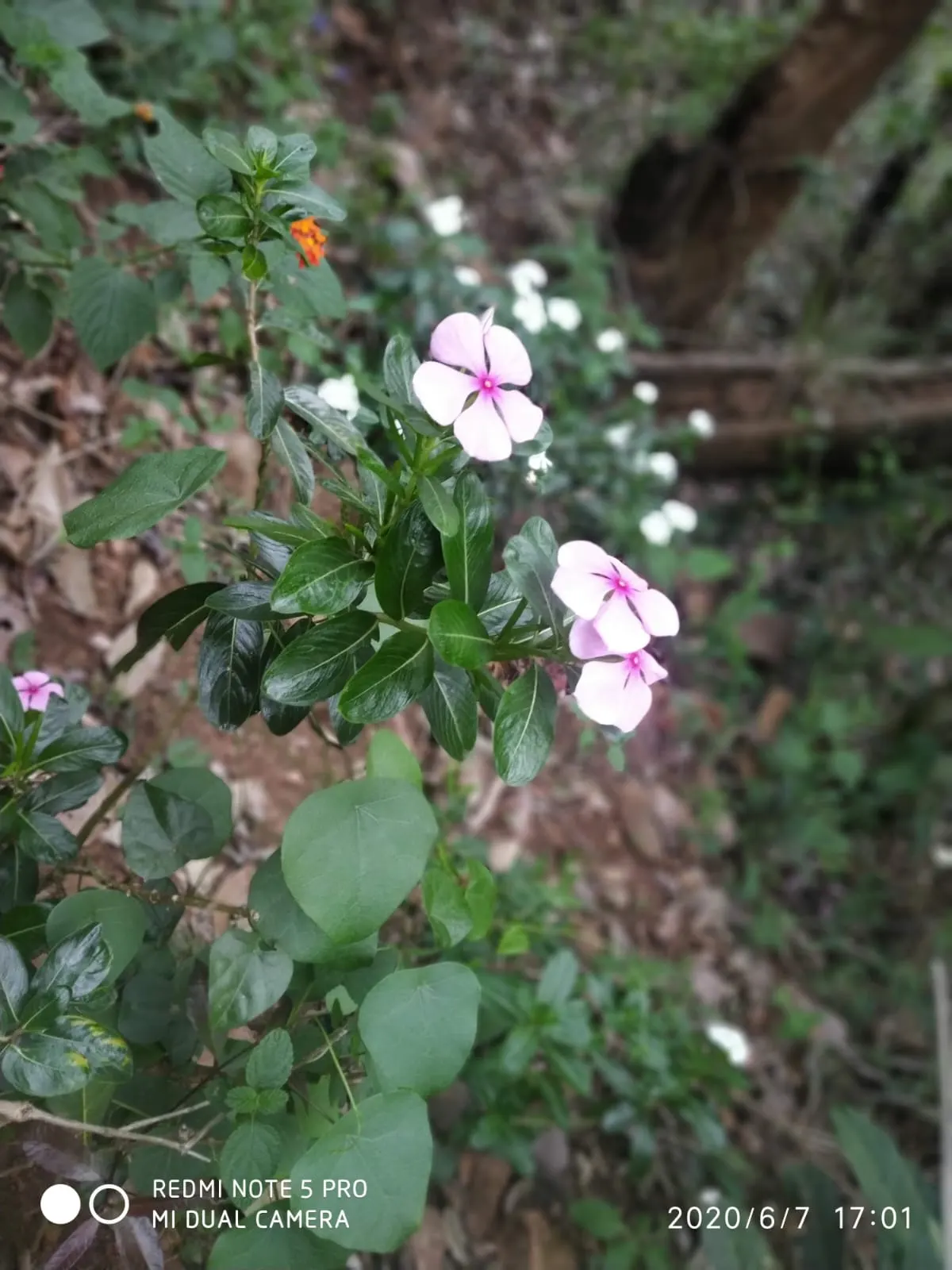 Vinca Rosea, Madagascar Periwinkle (Catharanthus Roseus) — This low-maintenance plant is ideal for borders; this compact plant is well-suited for, image 137