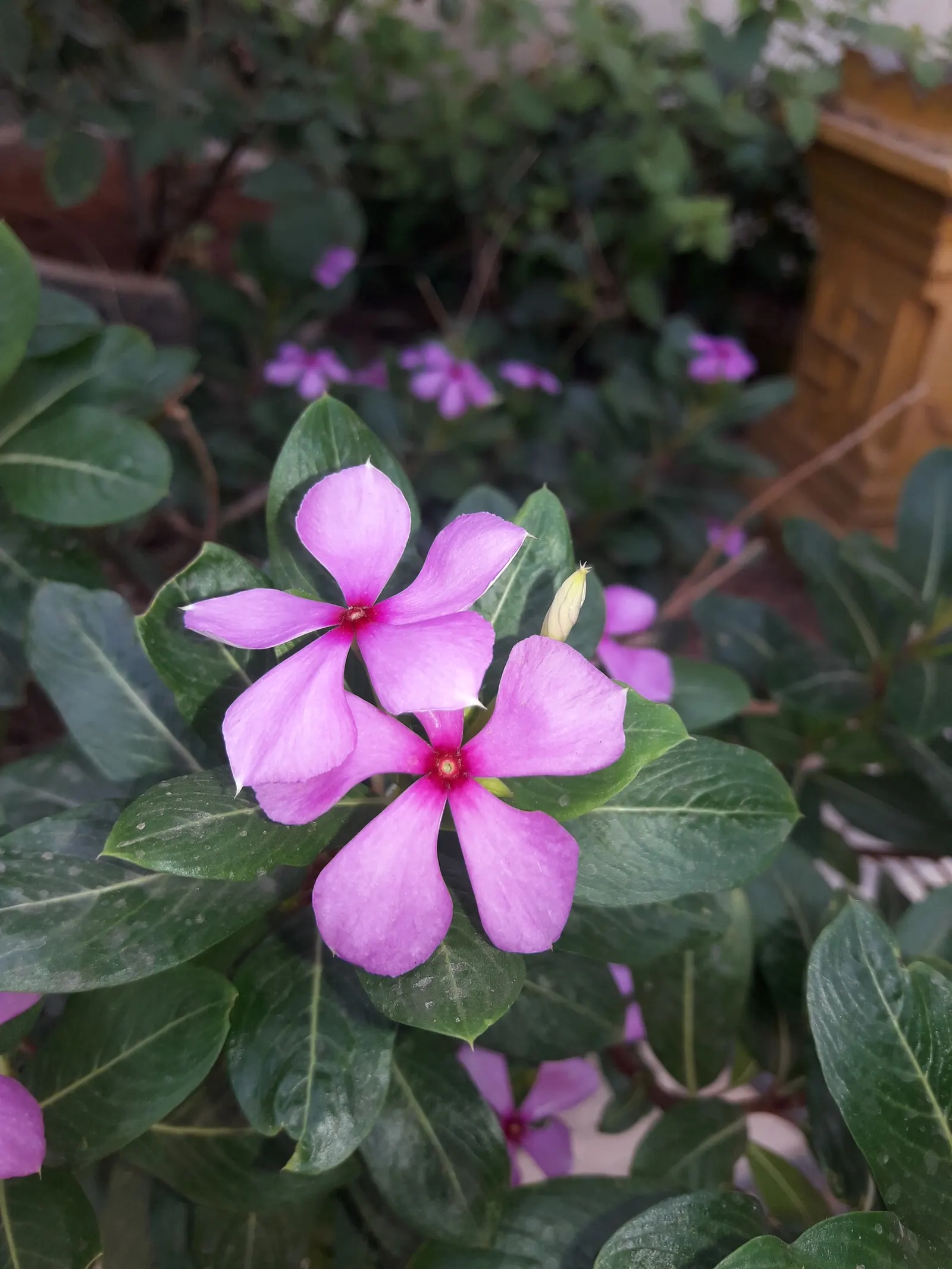 Vinca Rosea, Madagascar Periwinkle (Catharanthus Roseus) — Typically reaching a mature height of about 1 to 2 feet and a spread of 1 to 2 feet