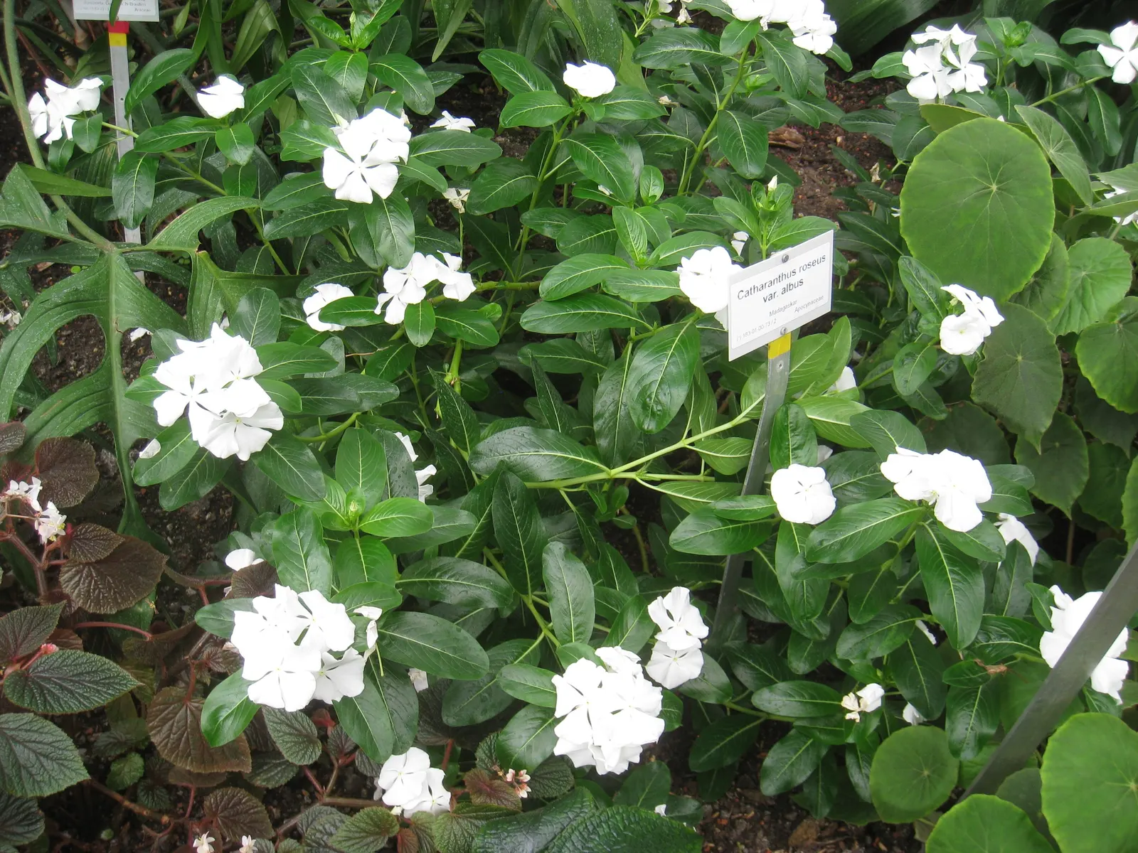 Vinca Rosea, Madagascar Periwinkle (Catharanthus Roseus) — Adequate spacing of around 12 to 18 inches allows for proper air circulation; making it a